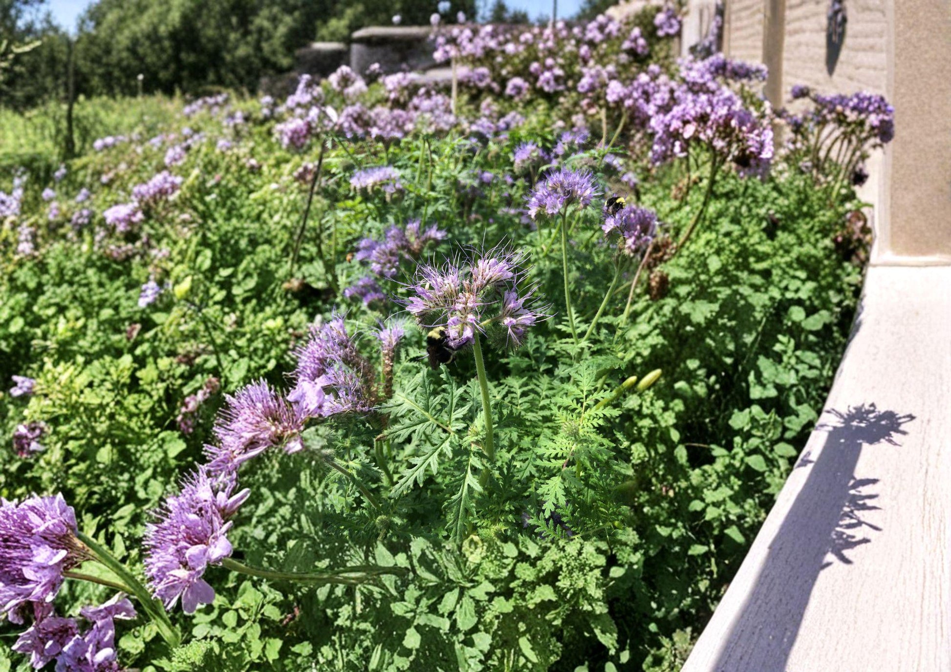 Lacy Phacelia Seeds, Purple-Blue Wildflower, Bee & Pollinator Garden, Phacelia tanacetifolia