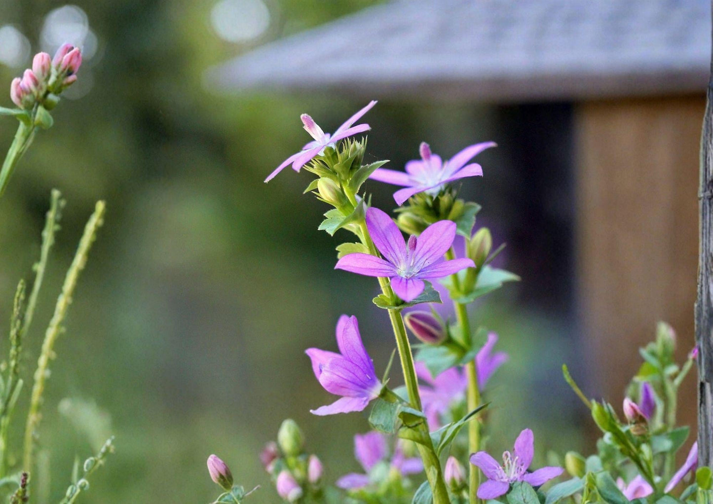 Venus Looking Glass Seeds - Native Wildflower, Pollinator Friendly, Triodanis perfoliata, Violet-Blue Star-Shaped Blooms, Native North American