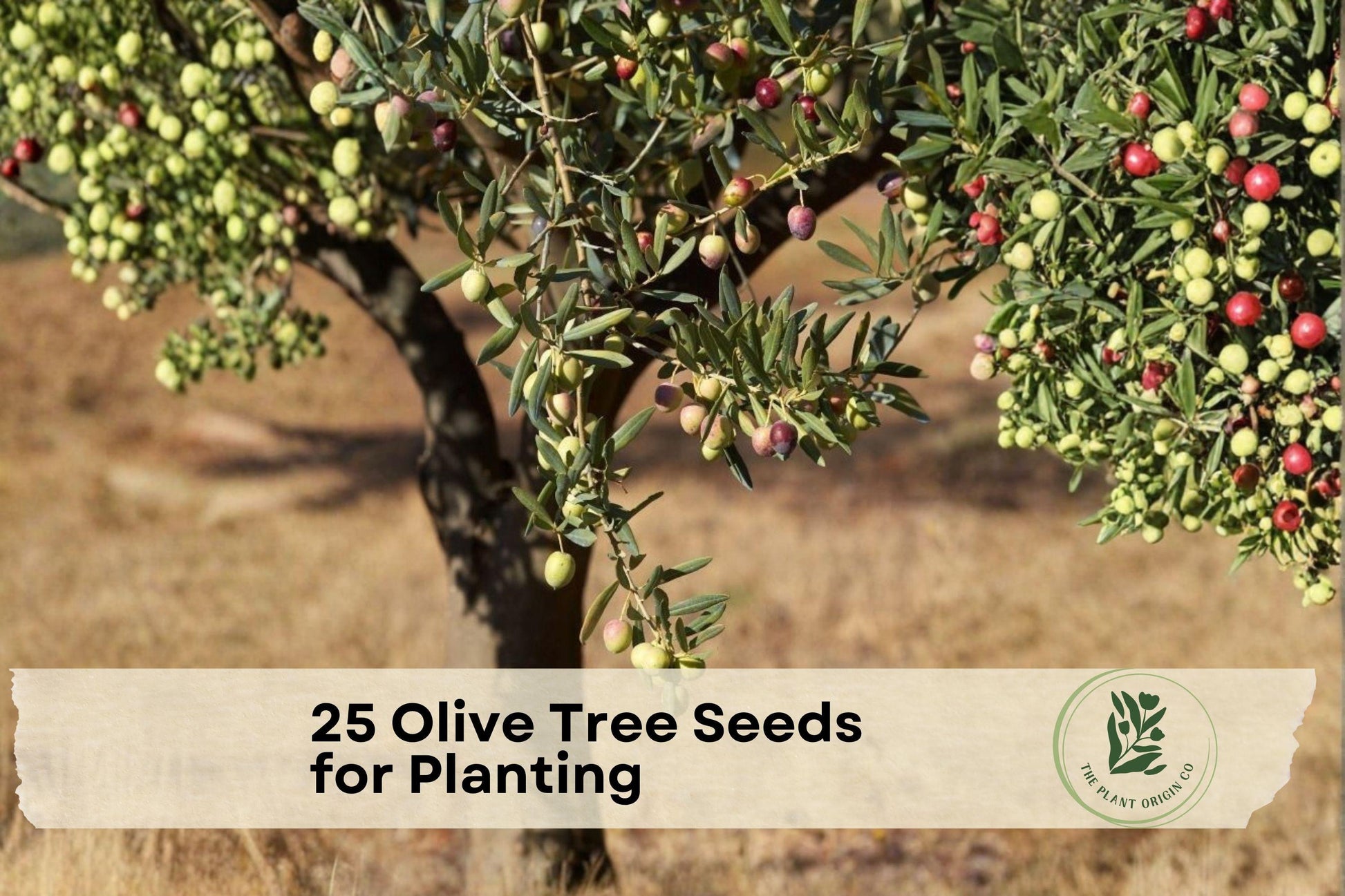 25 Olive Tree Seeds for Planting - Olea europaea Evergreen Tree for Gardens & Containers