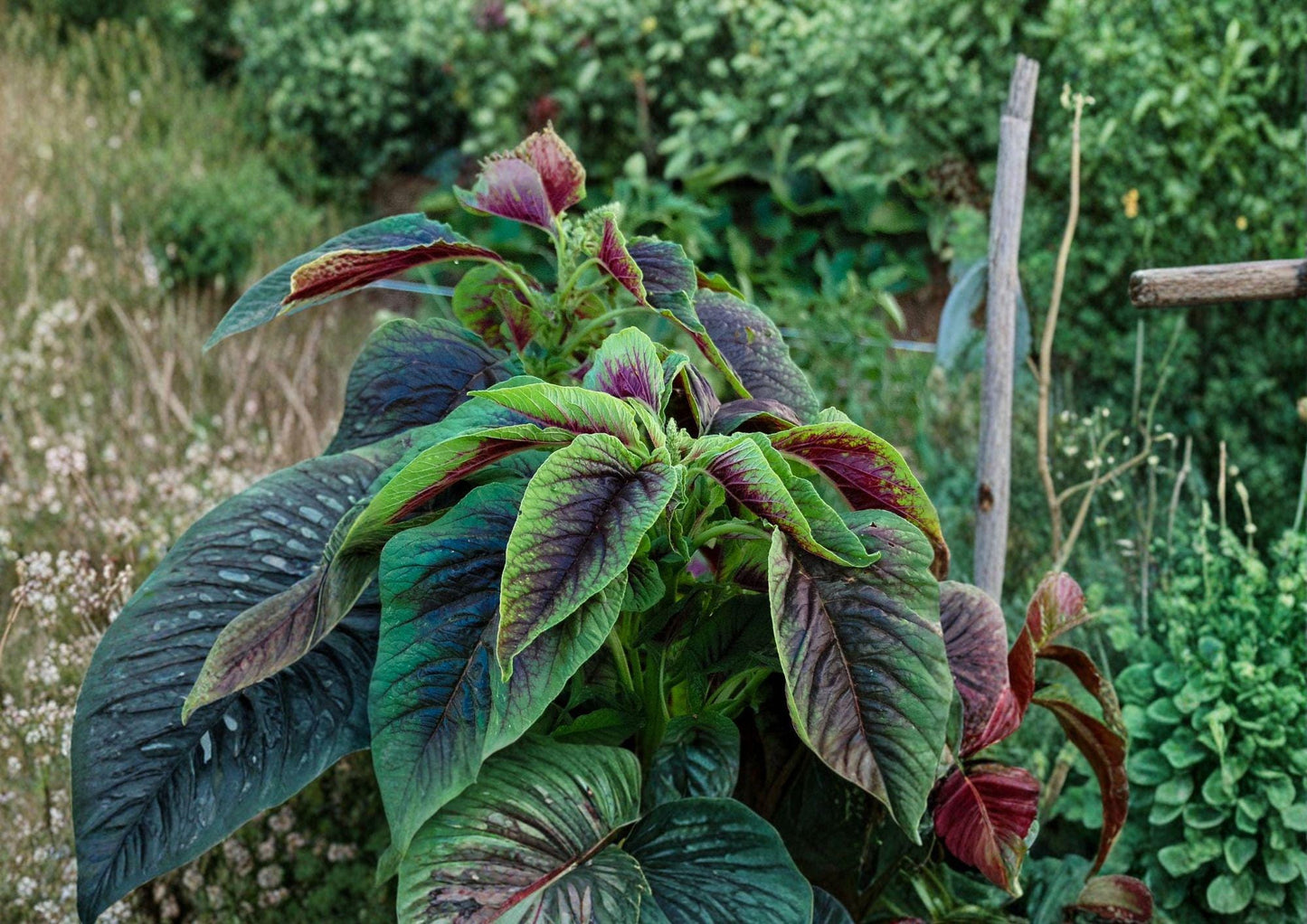 Red Stripe Amaranth Seeds – Edible Leafy Greens, Red Beauty Tricolor, Fast-Growing Ornamental & Culinary Plant