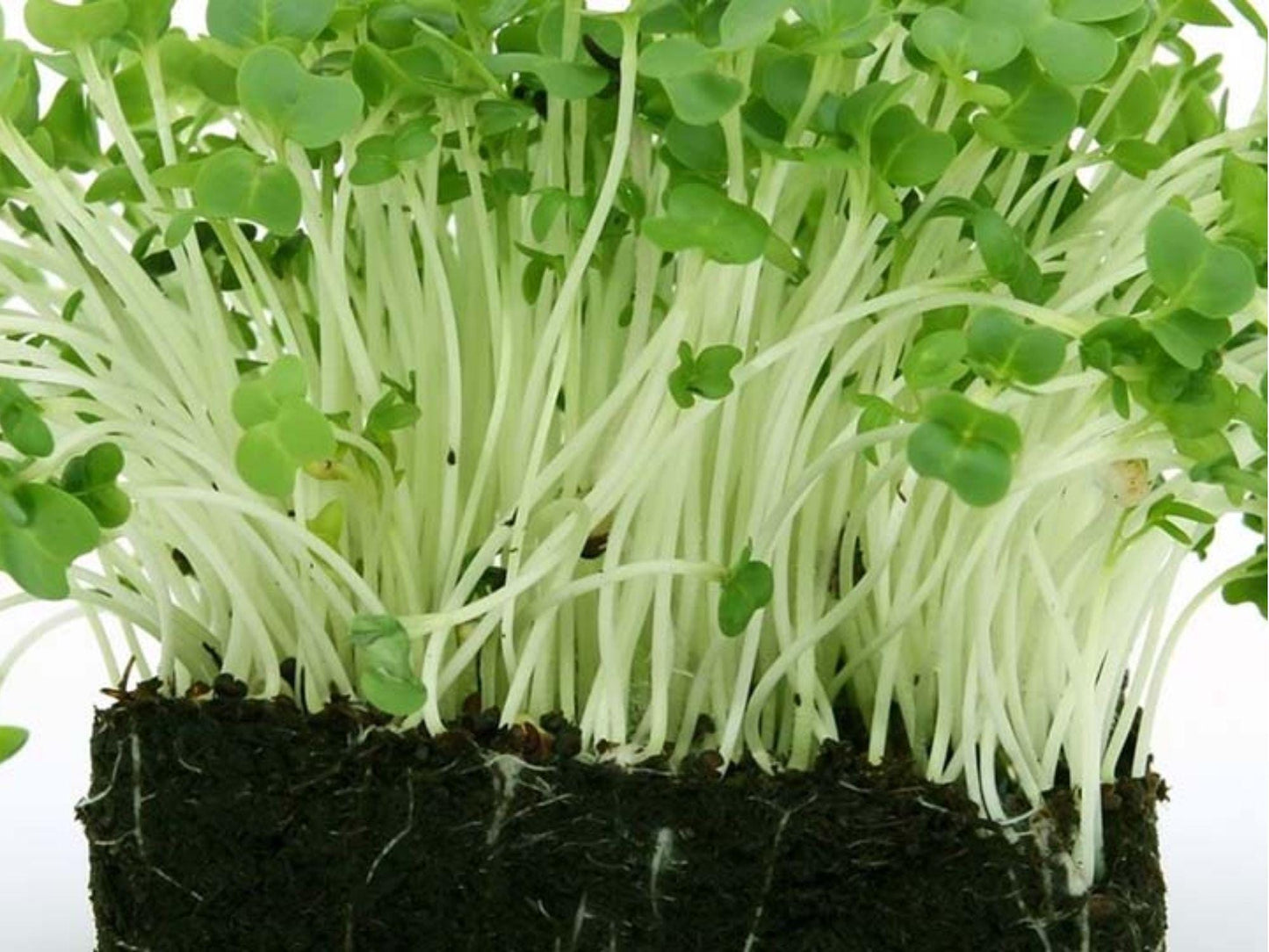 Curled Garden Cress Seeds – 1000 Non-GMO Peppery Herb for Microgreens & Salads | Fast-Growing, Heirloom, Frilly Leaves
