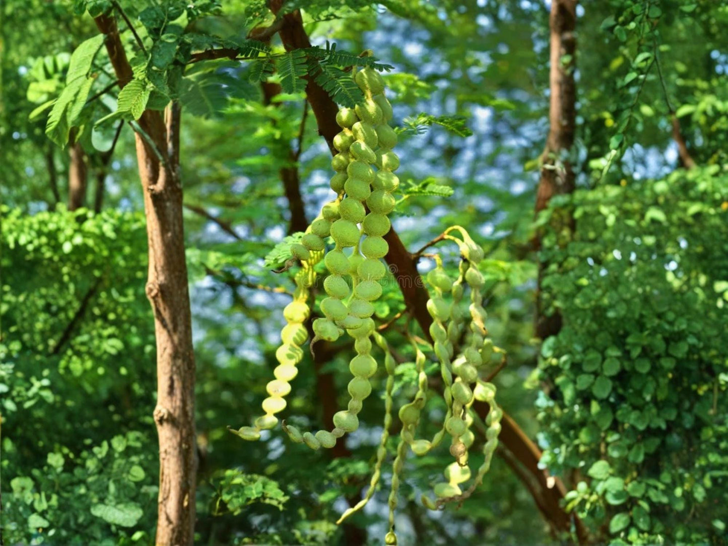 Acacia nilotica Seeds – Gum Arabic Tree, Thorn Mimosa, Drought Tolerant, Rare, 5 Seeds