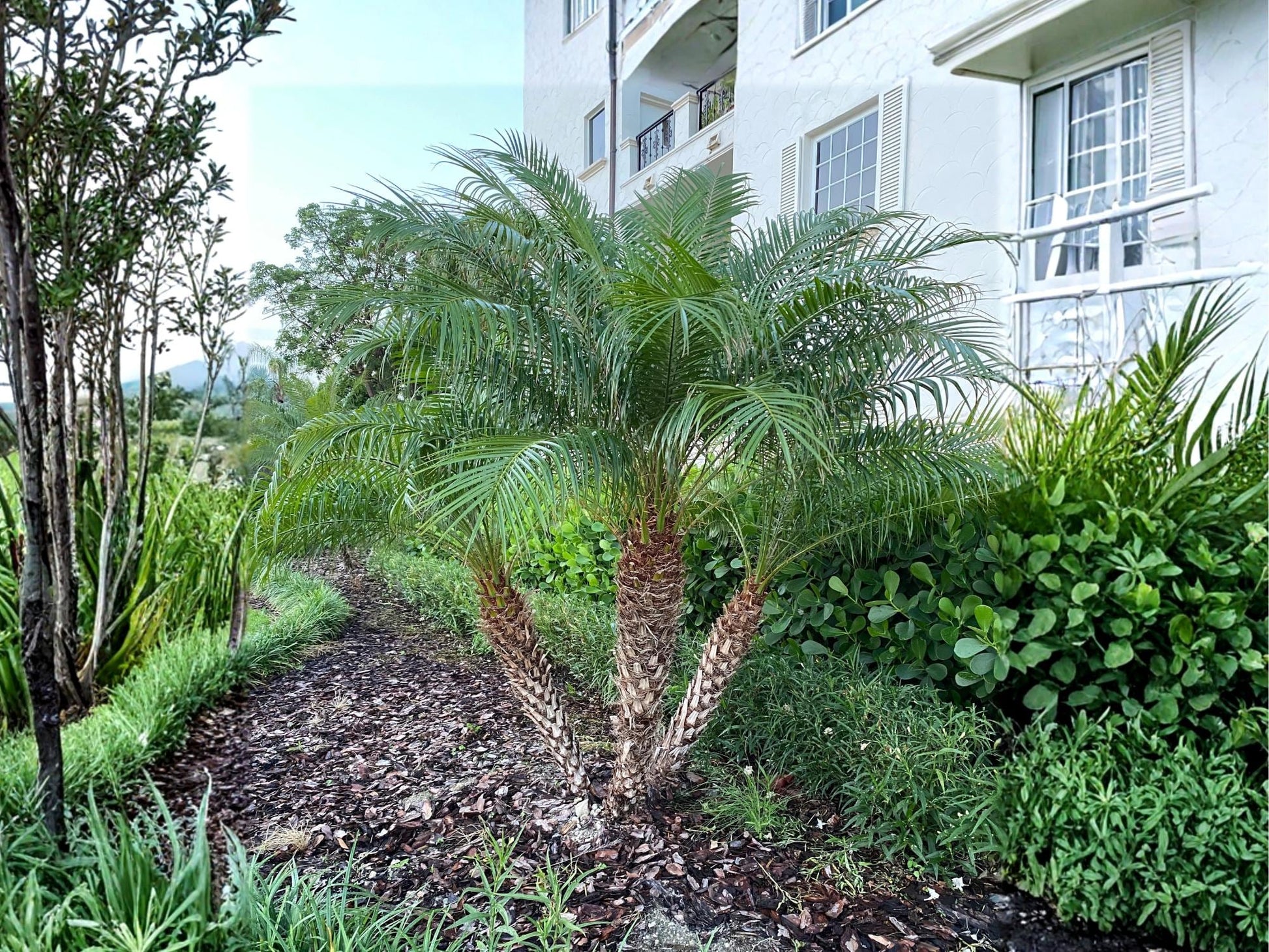 Pygmy Date Palm Seeds – Phoenix roebelenii – Dwarf Ornamental Tropical Palm – 5 Seeds for Indoor & Container Growing