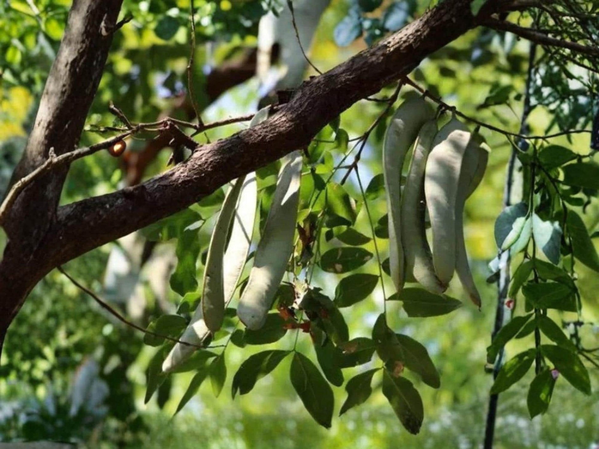Chinese Honeylocust Seeds – Gleditsia sinensis – Exotic Soap Bean Tree for Bonsai & Ornamental Gardens – 10 Seeds