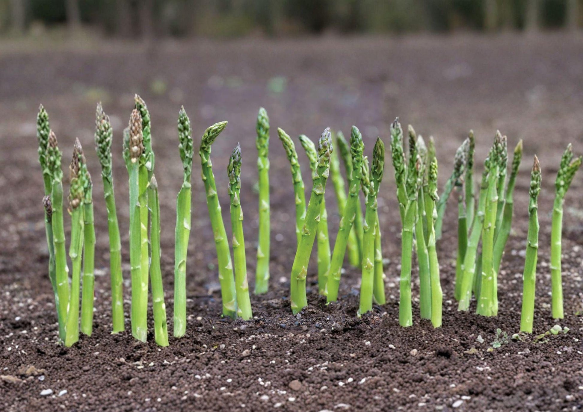 Mary Washington Asparagus Seeds - 100 Heirloom Perennial Vegetable Seeds for Home Garden, Tender Green Spears, Hardy, Reliable, Gourmet Harvest
