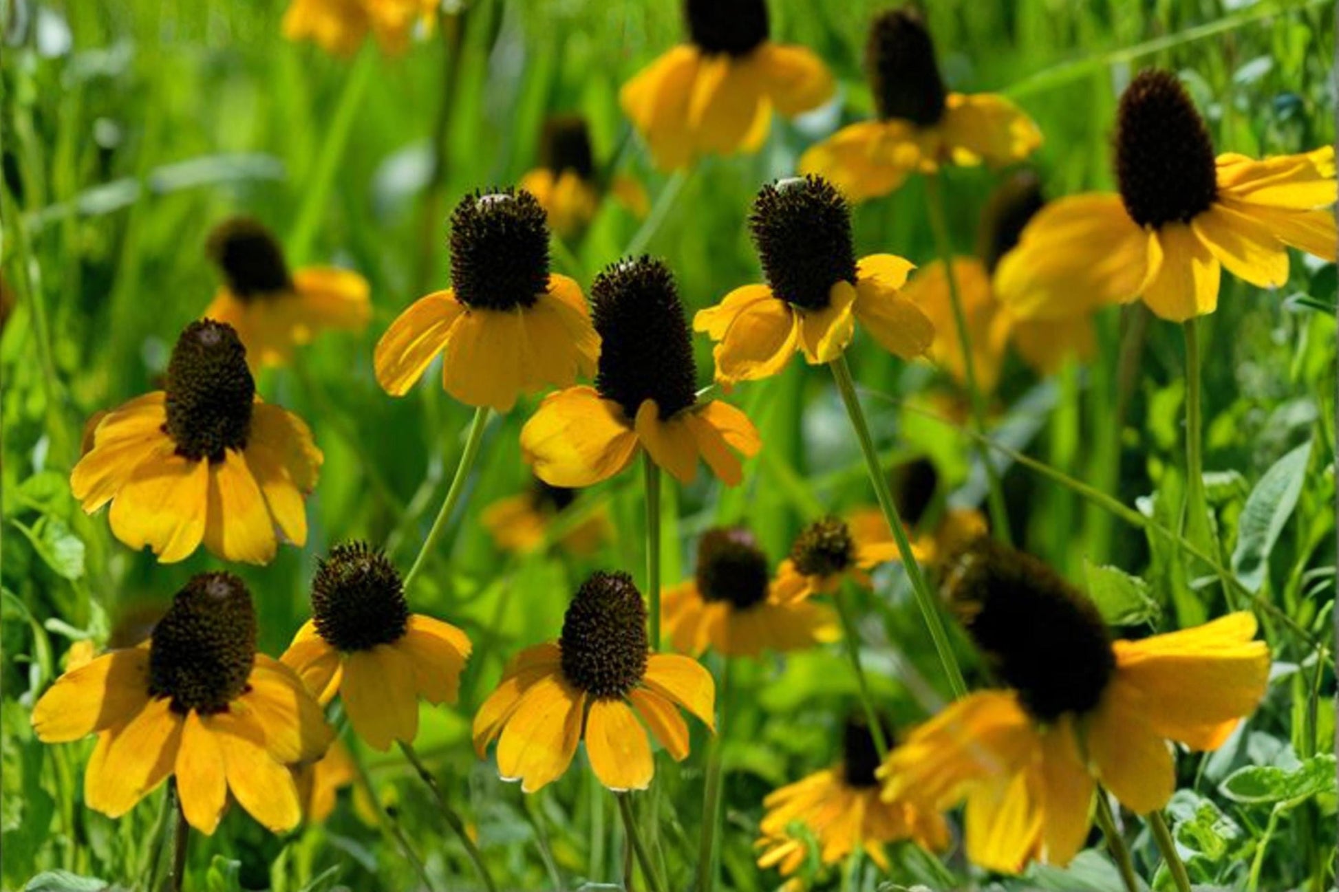 Clasping Coneflower Seeds (100) – Rudbeckia amplexicaulis – Native Wildflower for Pollinators & Prairie Gardens