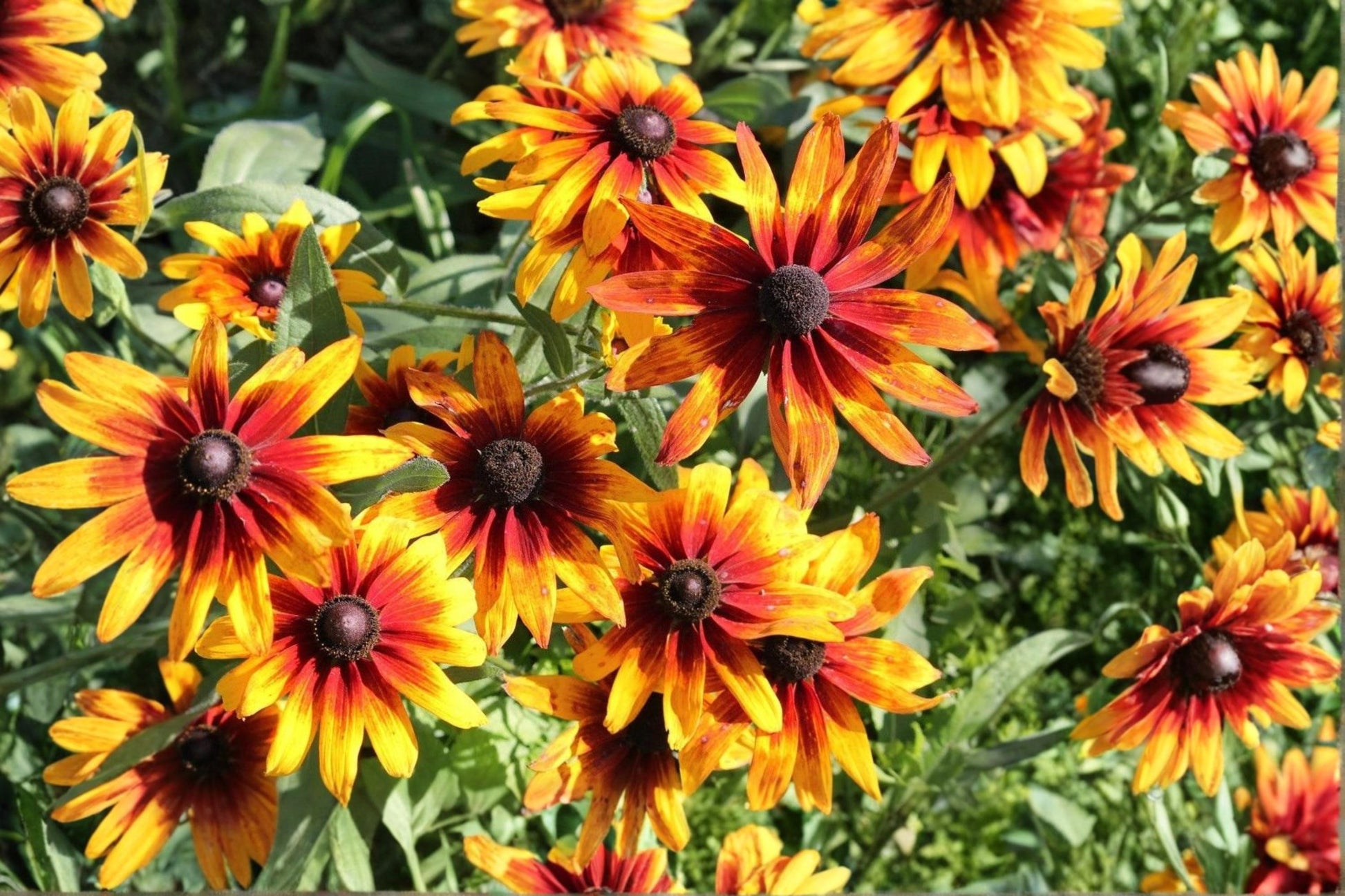 Gloriosa Daisy Seeds 250 Pack – Yellow Red Black Eyed Susan Pollinator Garden Flower Summer Blooms Rudbeckia hirta