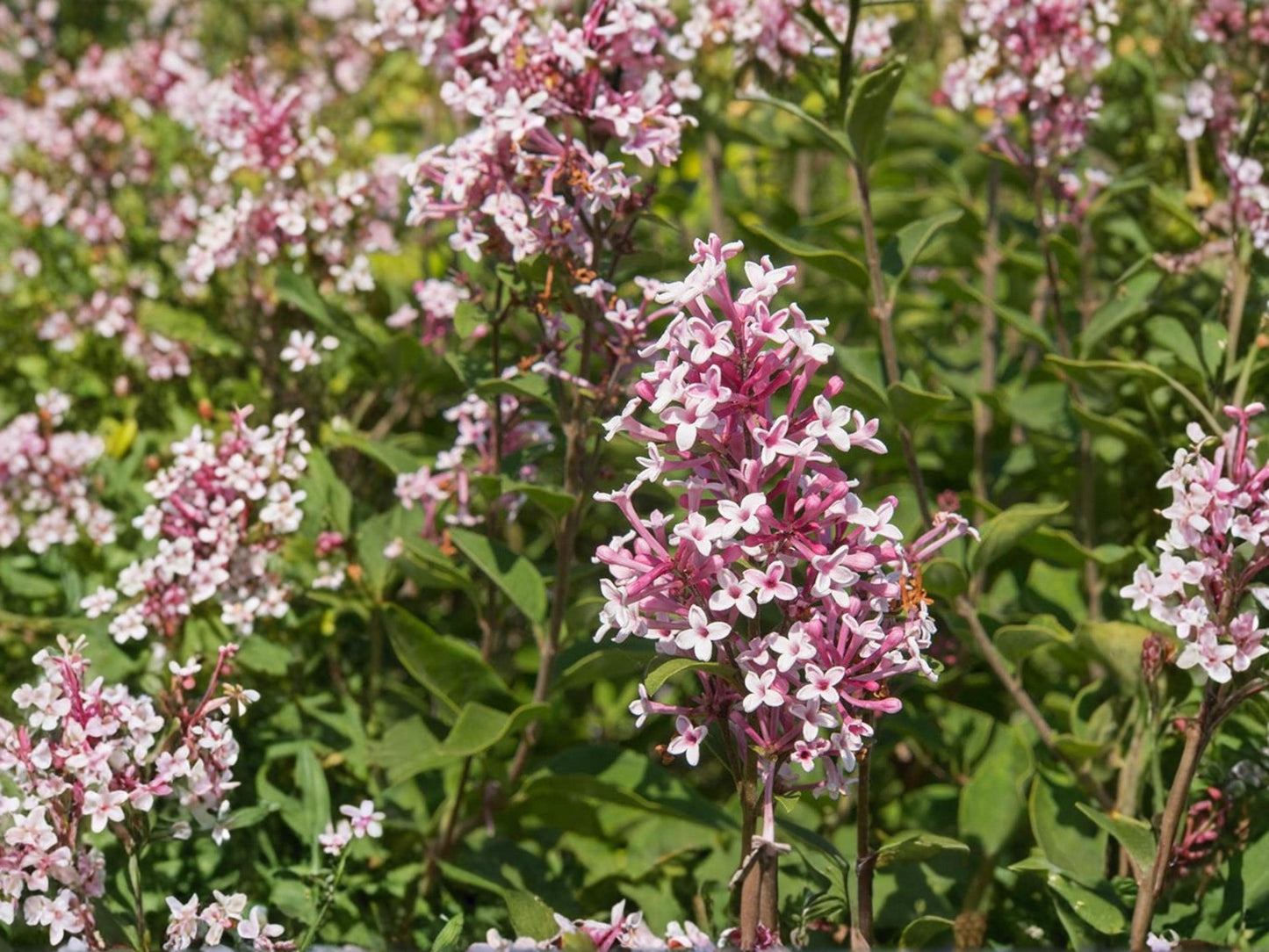 Littleleaf Lilac Seeds Syringa microphylla Fragrant Shrub for Cottage Gardens, Pink Spring Blooms