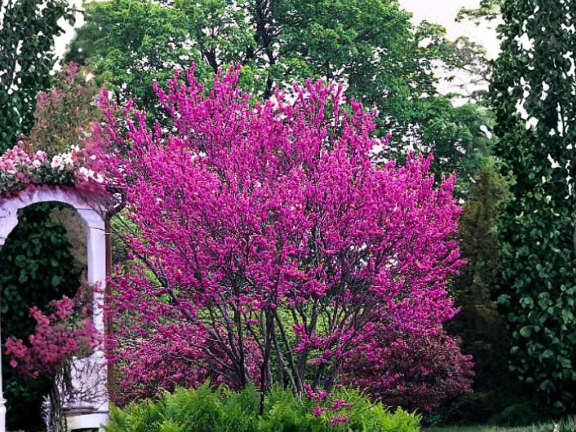 Chinese Redbud Seeds – Cercis Chinensis, Pink Flowering, Compact Ornamental Tree, Garden, Landscape, Shrubs, 10 Seeds