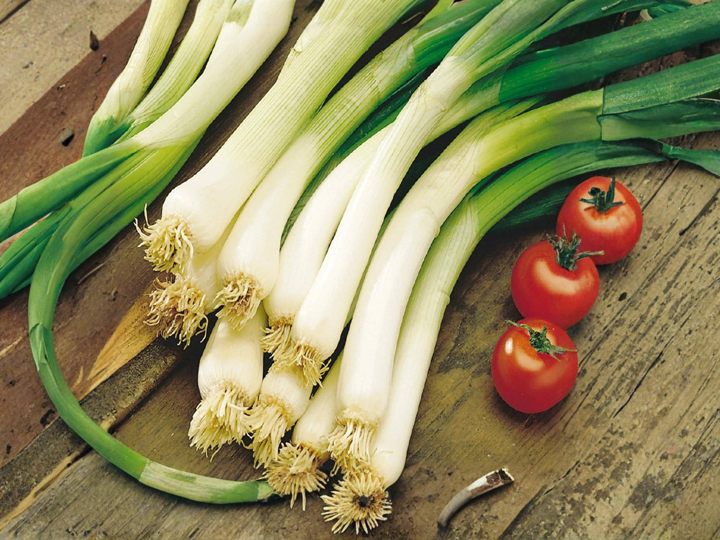 Evergreen Bunching Onion Seeds – Heirloom Green Scallion – Hardy Perennial Vegetable – 50 Seeds