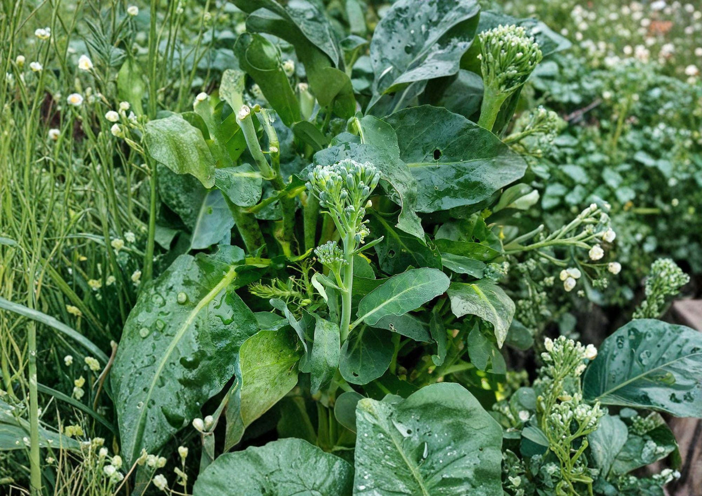 Broccoli Raab Seeds - Heirloom Italian Rapini, Vegetable, 300 Seeds, Spring Rapini, Broccoli-like Buds, Fast-Growing Cool-Season Green