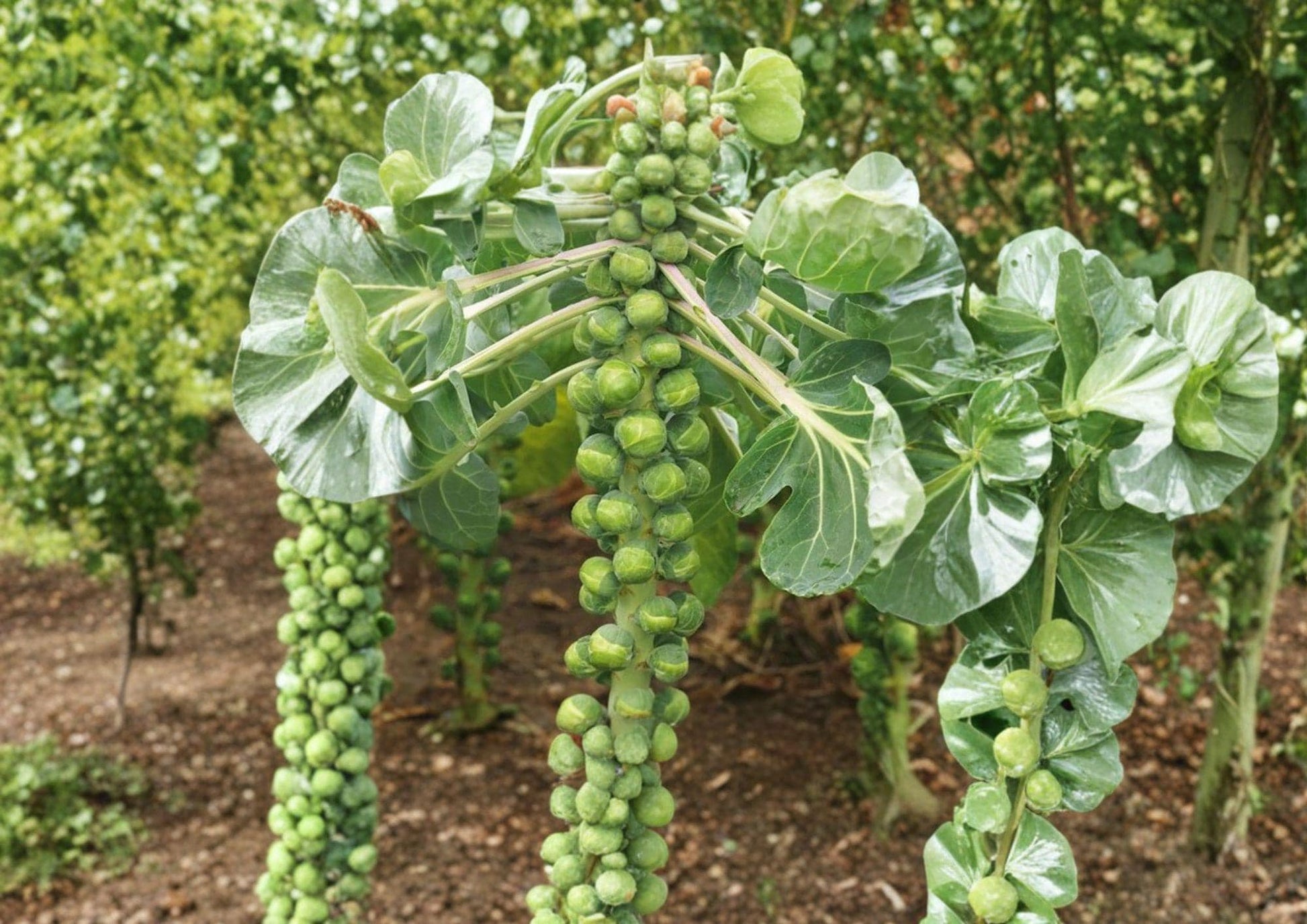 Catskill Brussels Sprouts Seeds – Heirloom, Cold Hardy, Compact Green Sprouts, 500 Seeds for Fall Garden