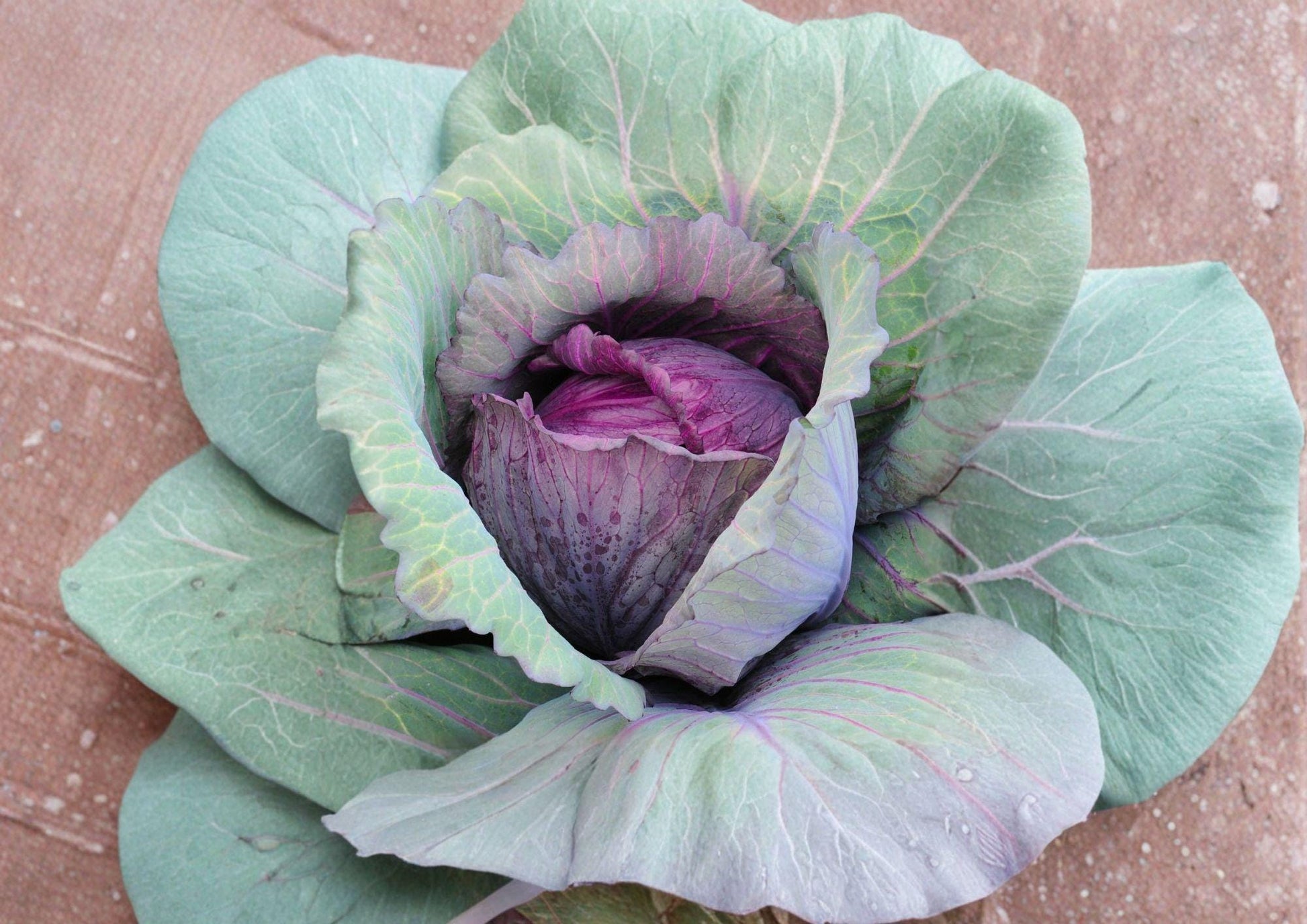 Red Acre Cabbage Seeds - 500 Heirloom, Early, Compact Deep Red-Purple Heads, Brassica oleracea