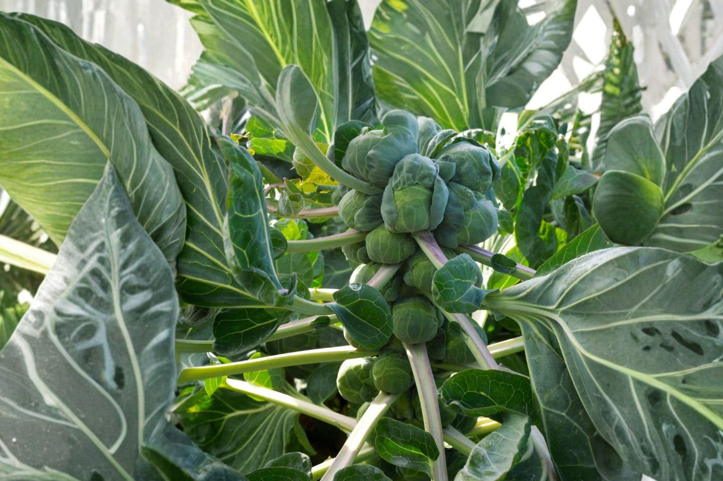 Catskill Brussels Sprouts Seeds – 500 Non-GMO Heirloom Vegetable Seeds for Cold Tolerance and High Yield