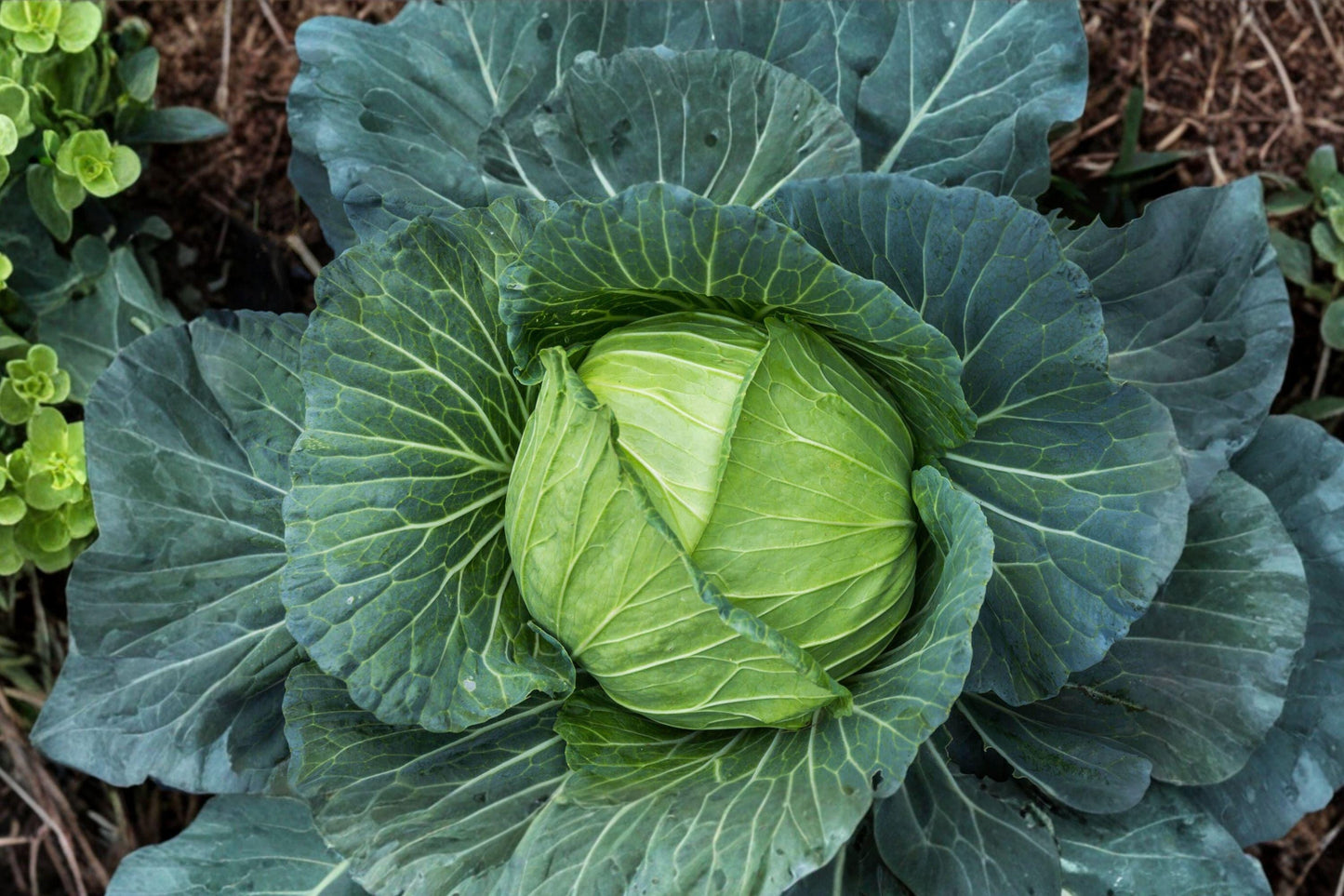 Golden Acre Cabbage Seeds - 500 Non-GMO Heirloom Seeds for Compact, Early Maturing, Cool-Season Green Cabbage