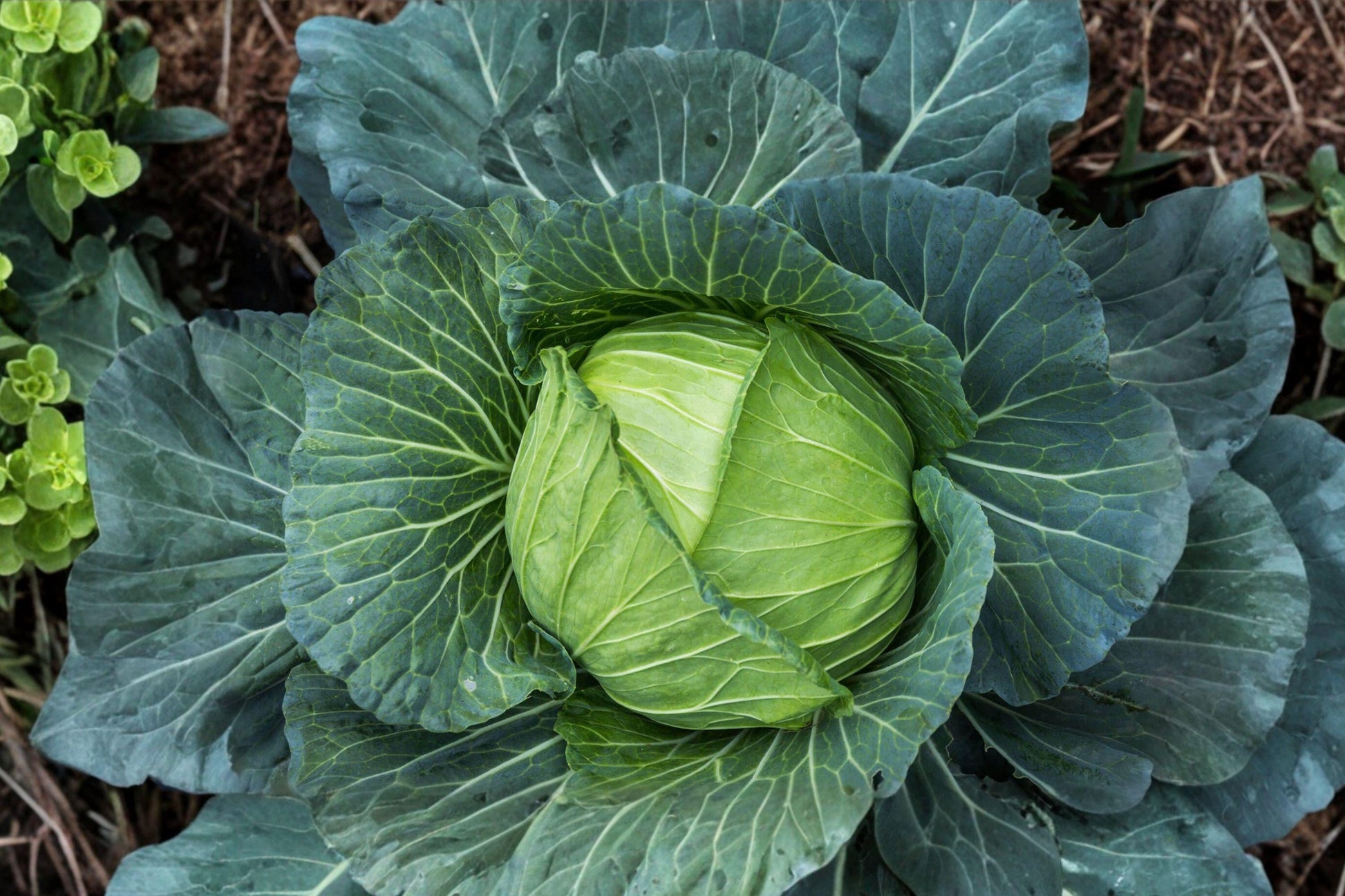 Golden Acre Cabbage Seeds - 500 Non-GMO Heirloom Seeds for Compact, Early Maturing, Cool-Season Green Cabbage