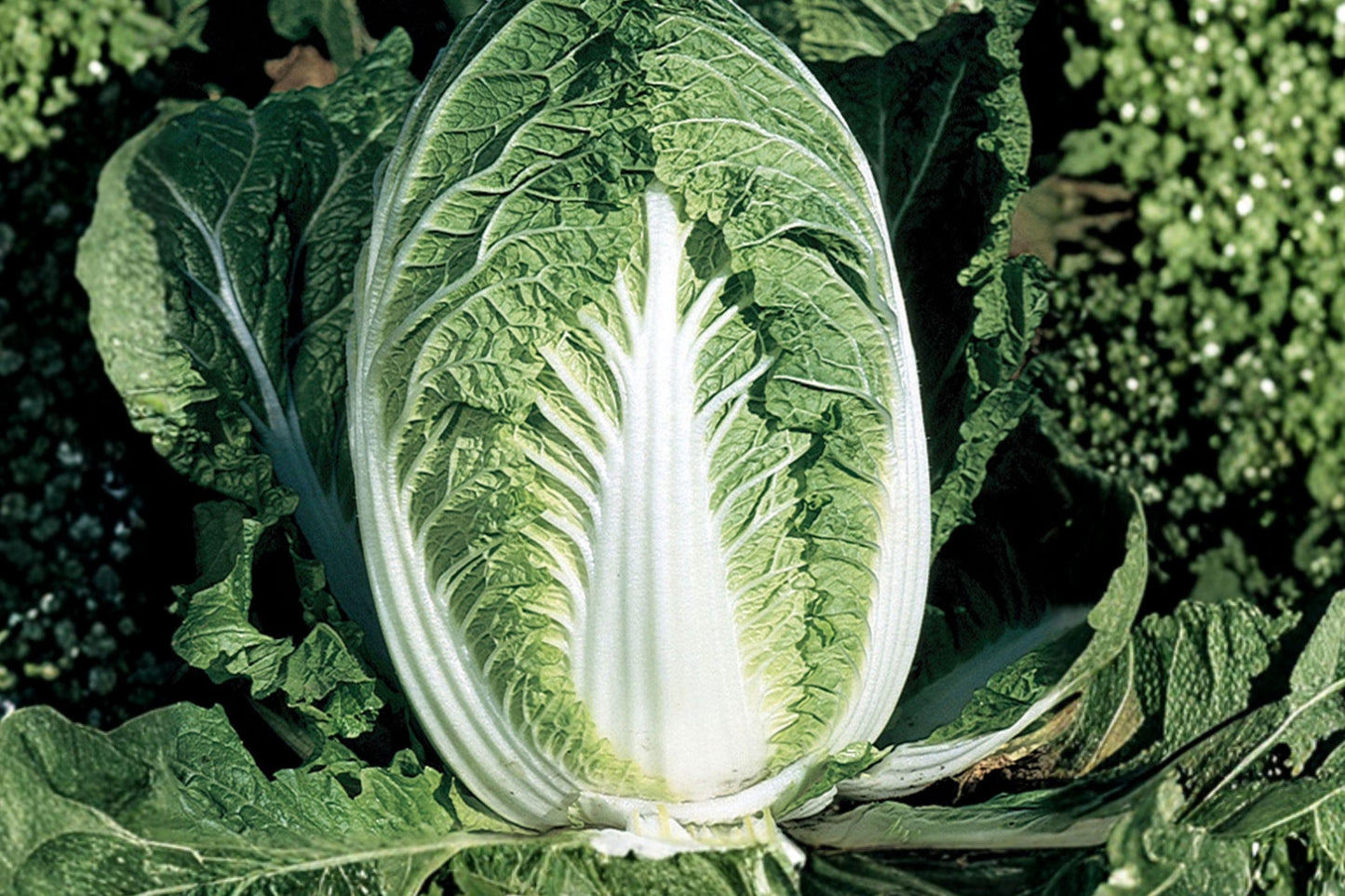 Matsushima Chinese Cabbage Seeds - 300 Heirloom Napa Seeds for Cool-Season Gardens - Brassica rapa Pekinensis Group