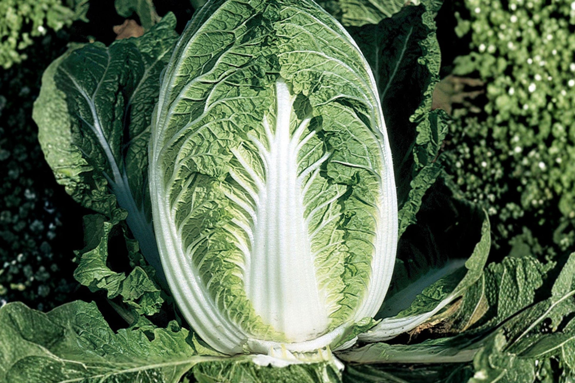 Matsushima Chinese Cabbage Seeds - 300 Heirloom Napa Seeds for Cool-Season Gardens - Brassica rapa Pekinensis Group