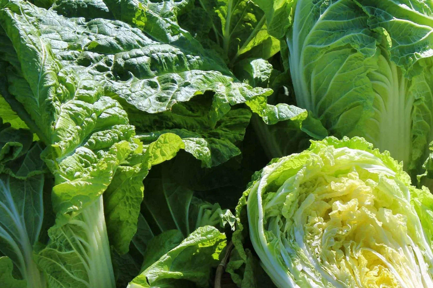 Michihli Cabbage Seeds – 300 Non-GMO Heirloom Napa-Type Chinese Heading Cabbage for Cool-Season Gardens