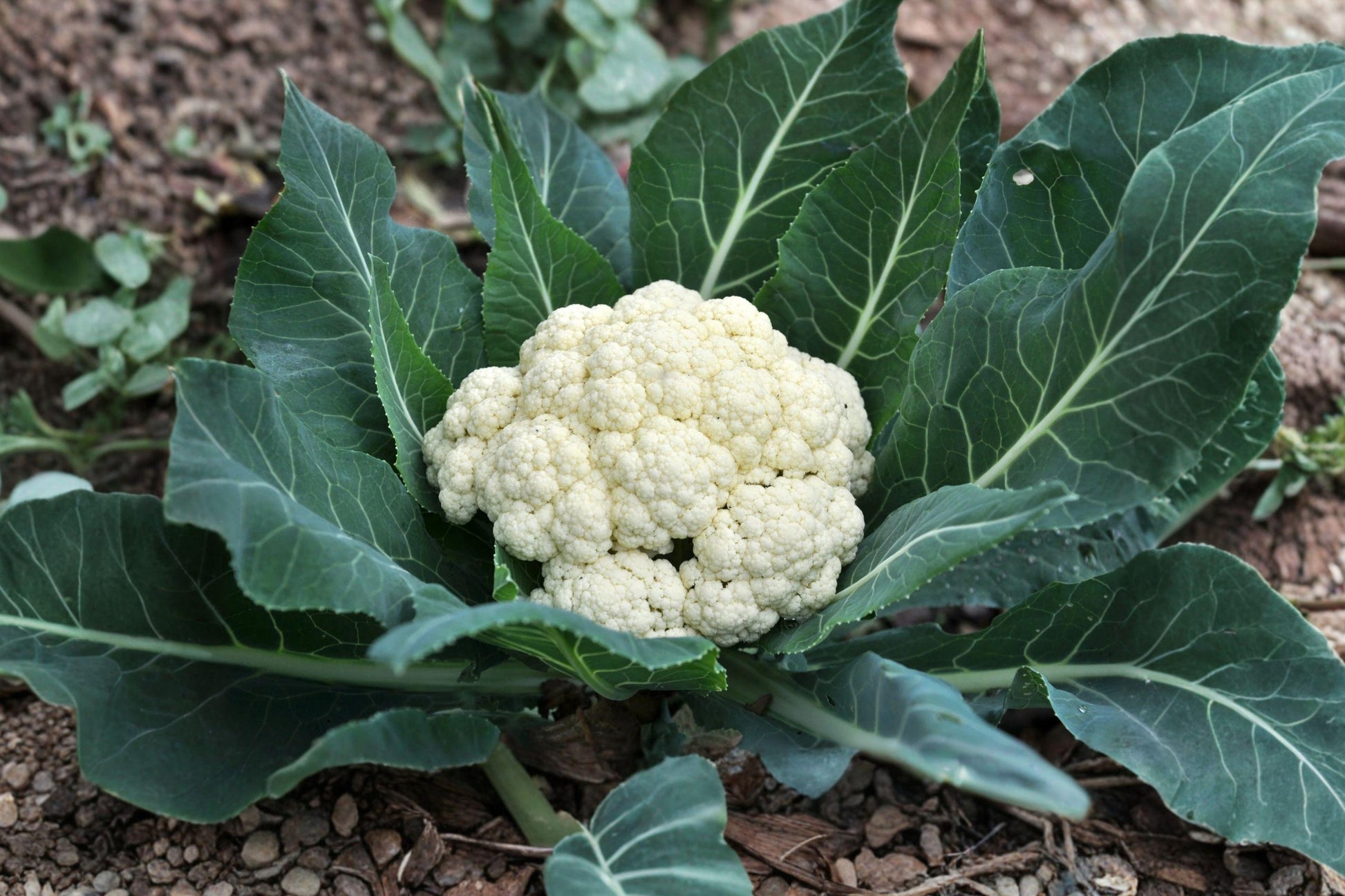 Snowball Y Improved Cauliflower Seeds - 250 Non-GMO Heirloom Seeds for Cool-Season Gardening