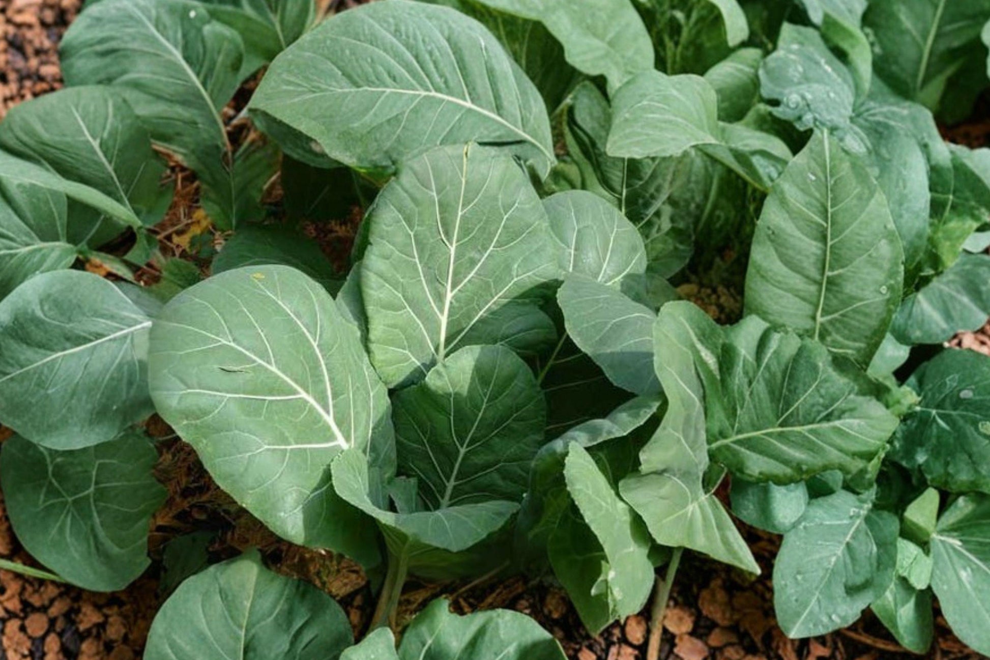 Champion Collard Seeds - Heirloom, Non-GMO, High Yield, Cold & Heat Tolerant, 500 Seeds