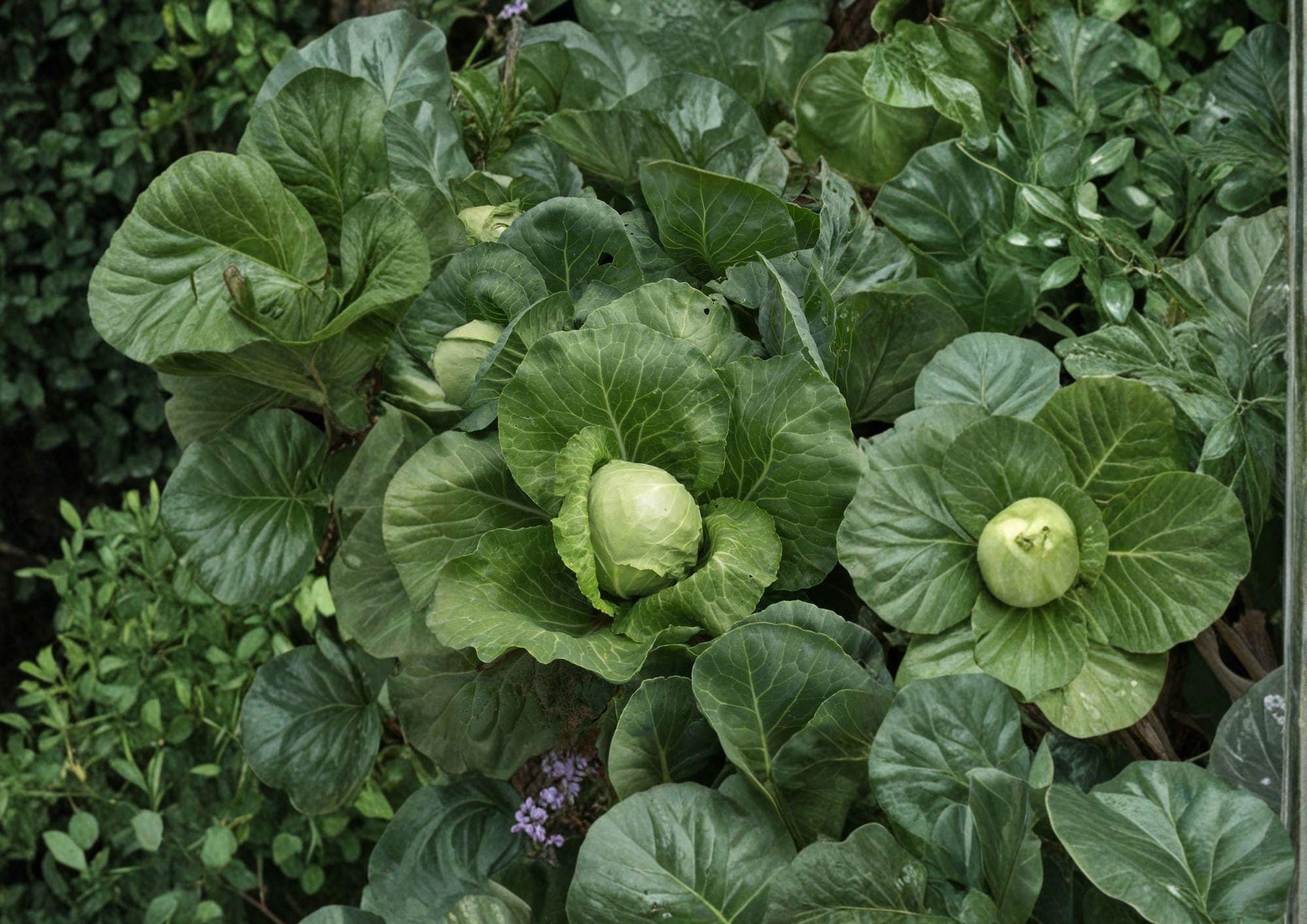 Golden Acre Cabbage Seeds – Heirloom, Early Green Head, Compact, Vegetable Seeds, Brassica oleracea