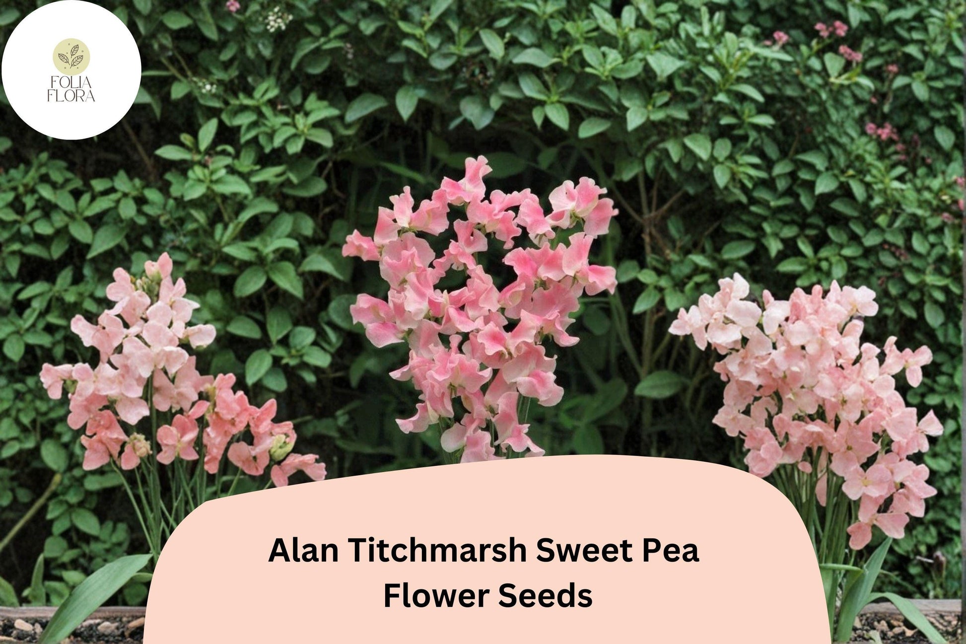 Alan Titchmarsh Sweet Pea Seeds | Climbing Flower, Salmon-Pink, Lathyrus odoratus, Cottage Garden, Heirloom, Vining Plant