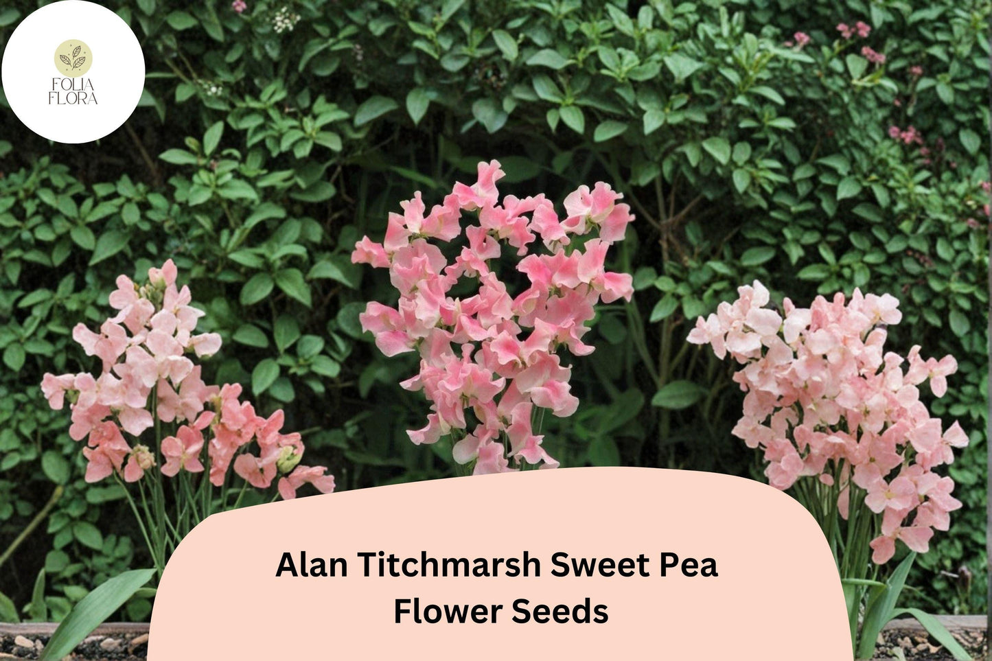 Alan Titchmarsh Sweet Pea Seeds | Climbing Flower, Salmon-Pink, Heirloom, Lathyrus odoratus