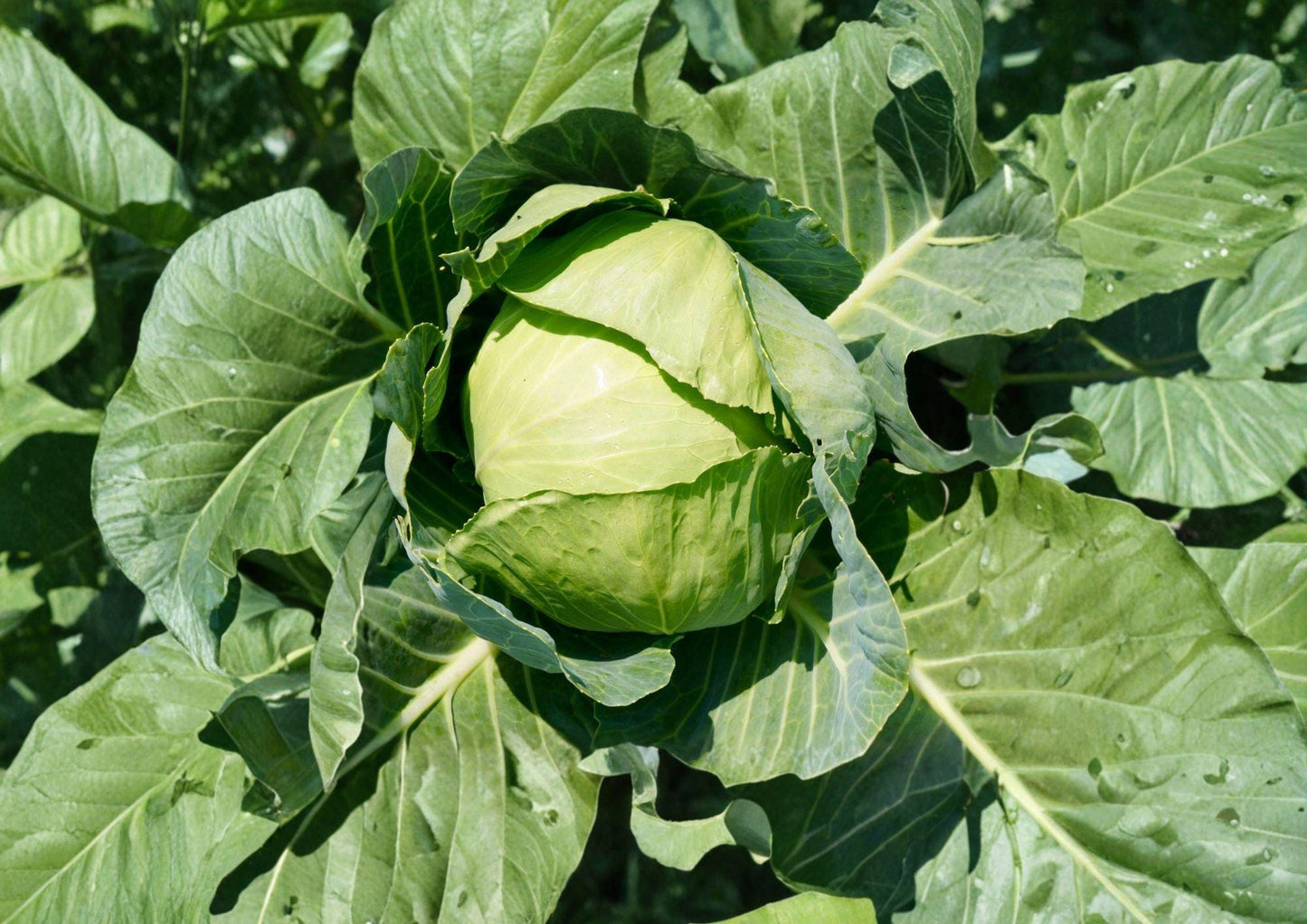 Copenhagen Market Cabbage Seeds - Heirloom, Green, Large Round Heads, Cool-Season Vegetable, 500 Seeds