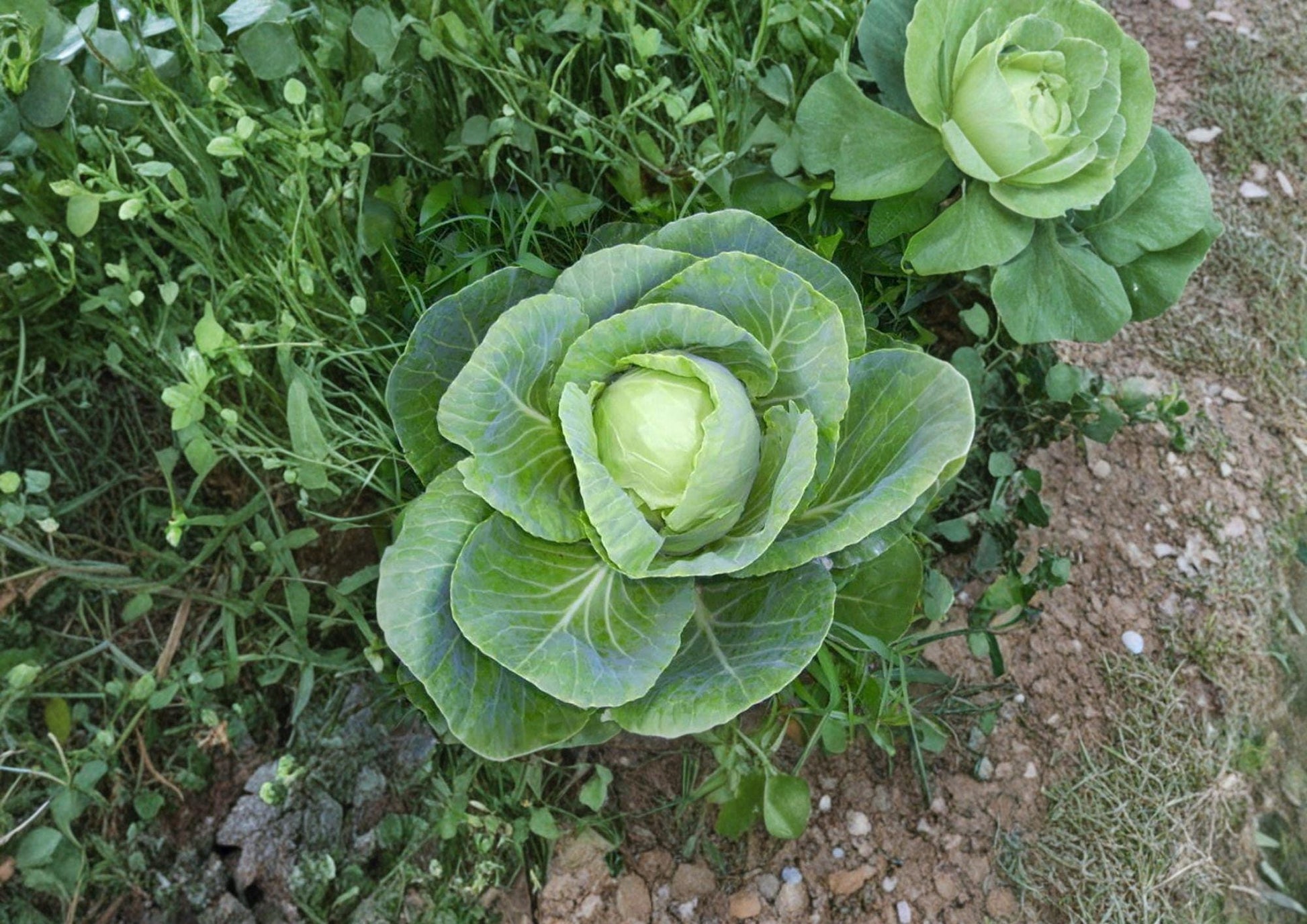 Early Jersey Wakefield Cabbage Seeds – Heirloom, Compact Green Heads, Early Maturing, Vegetable Seeds, 500 Pack