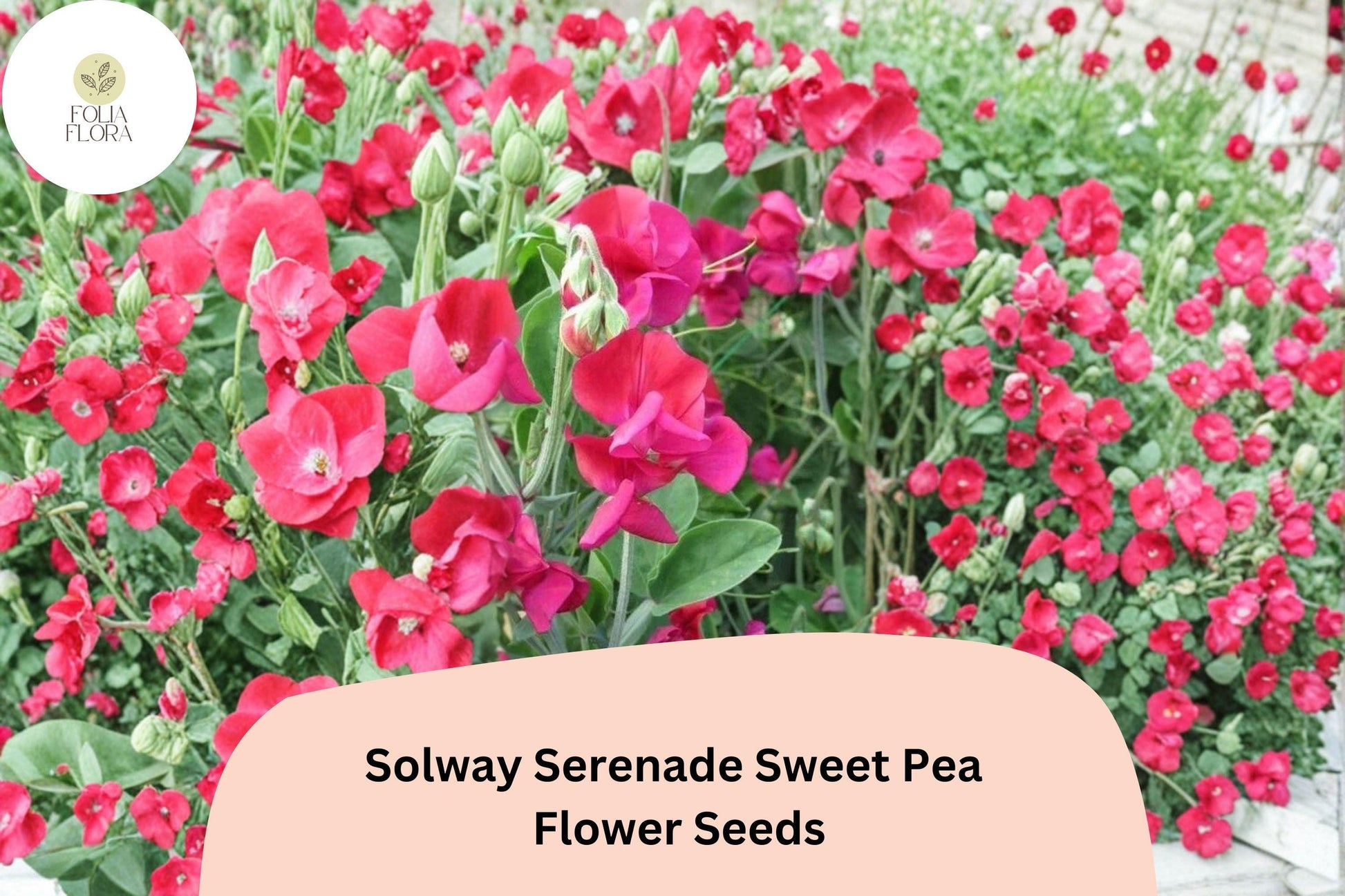 50+ Solway Serenade Semi-Dwarf Sweet Pea Seeds | Soft Pink Climbing Flowers | Lathyrus odoratus