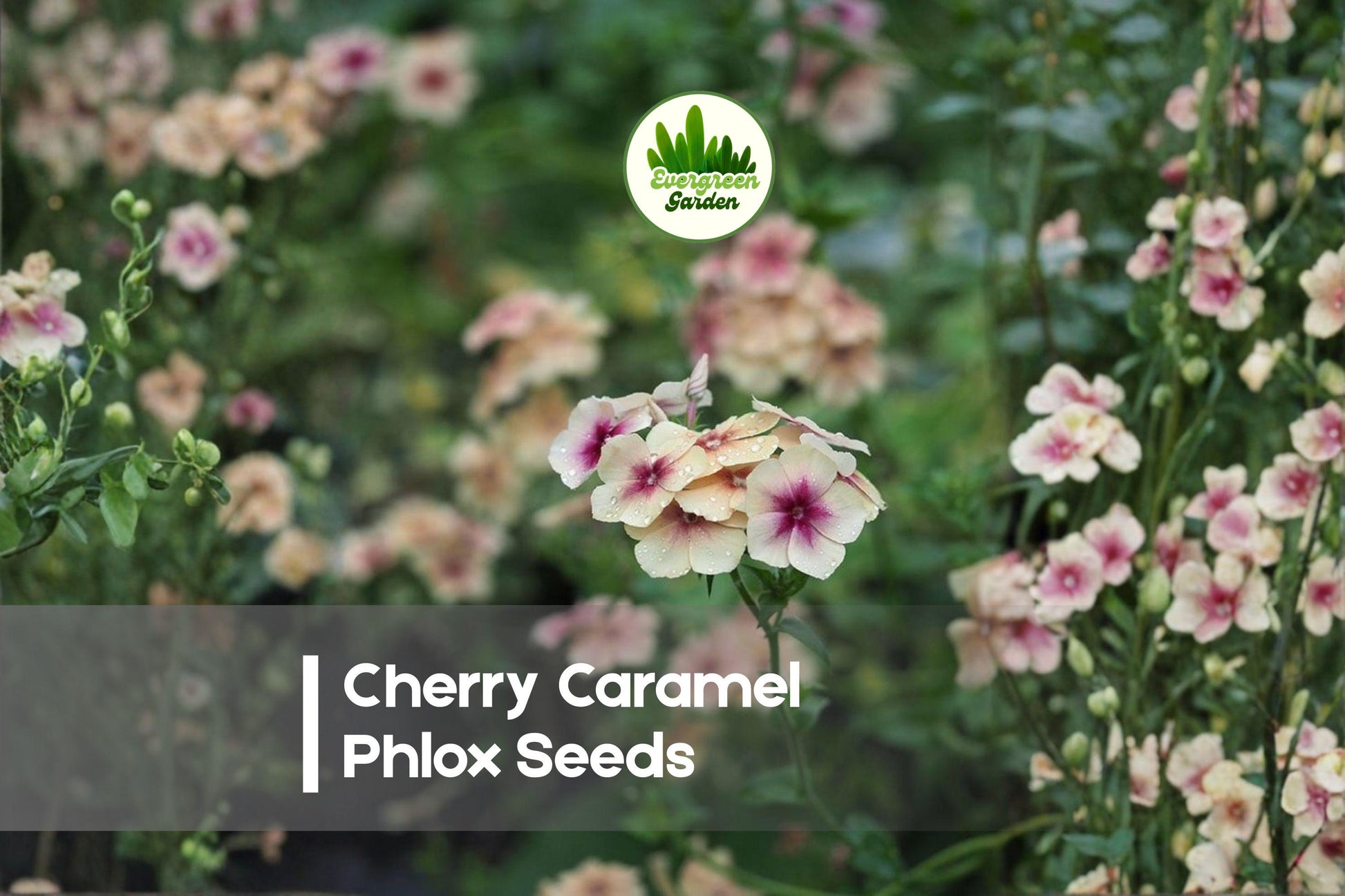 Cherry Caramel Phlox Seeds - 100+ Flowering Annual for Borders, Containers, Cottage Gardens - Phlox drummondii