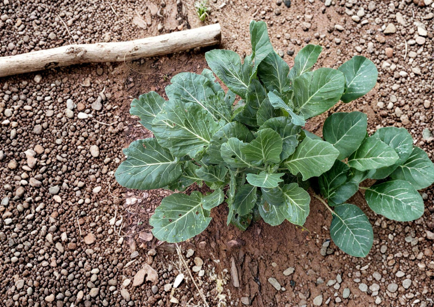 Champion Collard Seeds - Heirloom, Cold Hardy, High Yield, Leafy Vegetable, Garden Seeds, Brassica oleracea