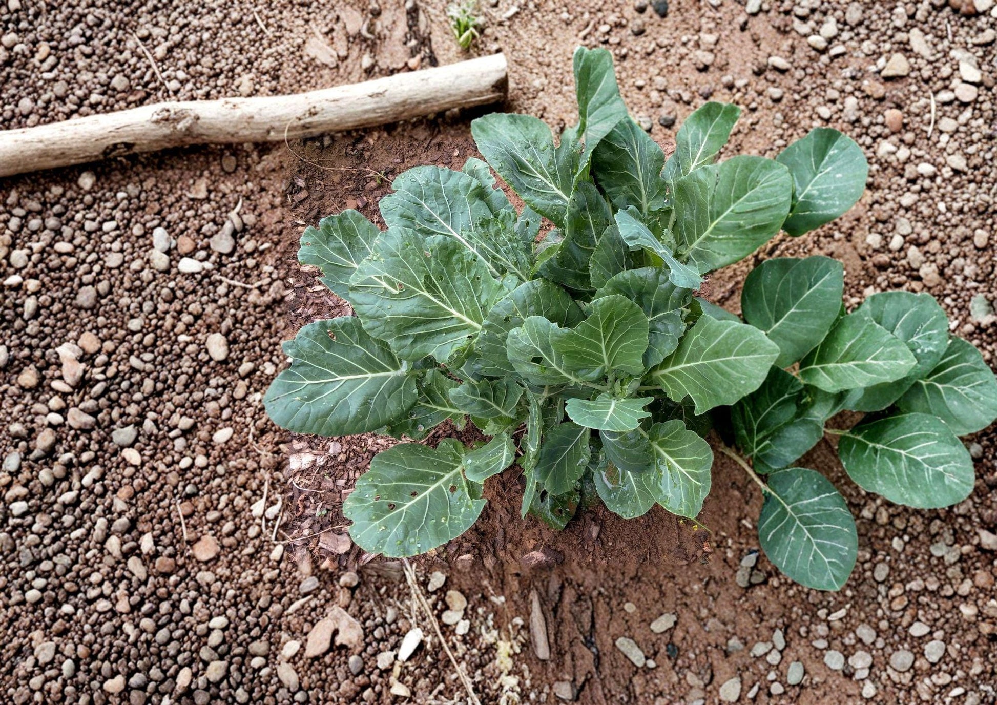 Champion Collard Seeds - Heirloom, Cold Hardy, High Yield, Leafy Vegetable, Garden Seeds, Brassica oleracea