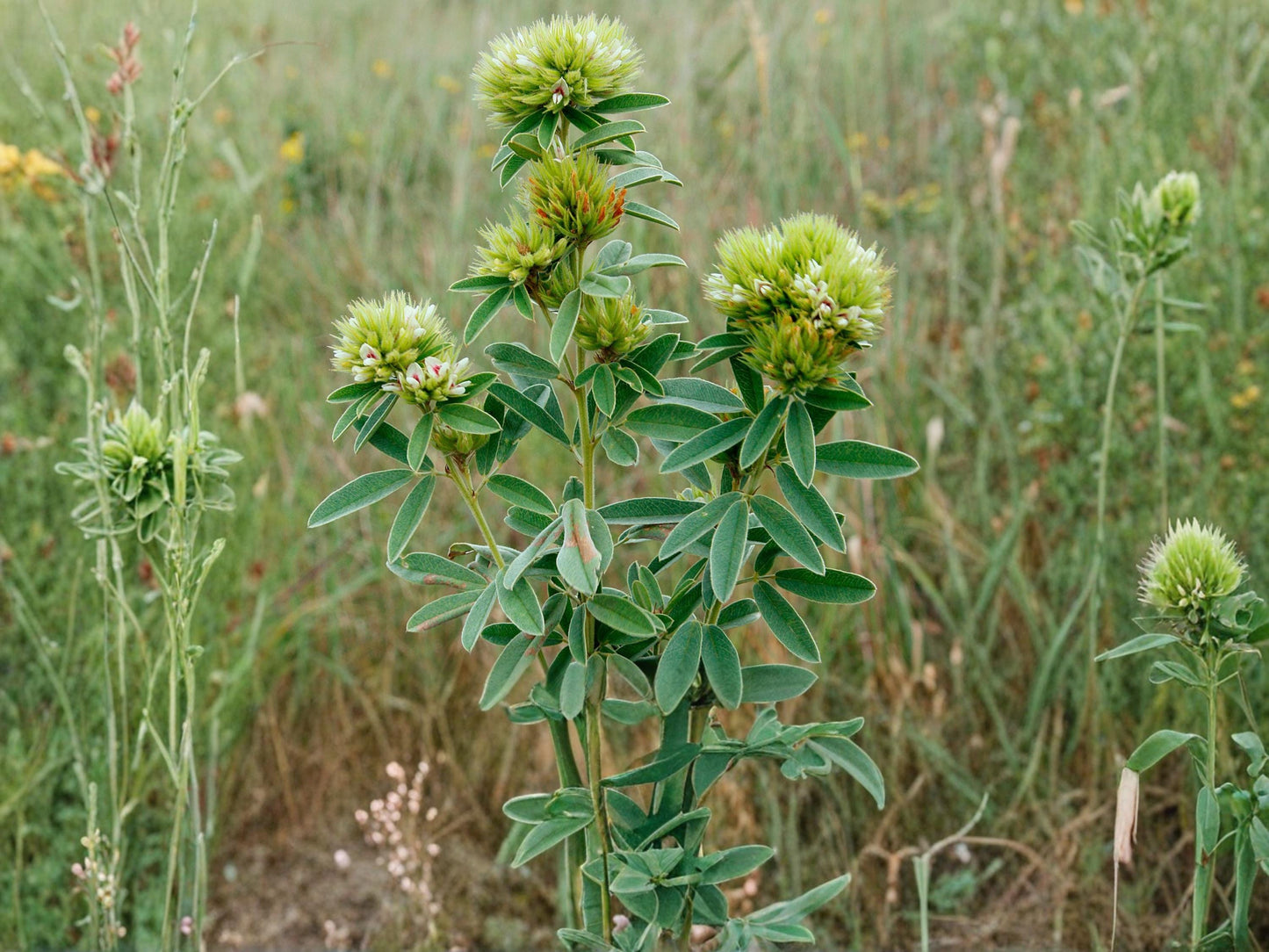 Roundhead Bush Clover Seeds (30) – Lespedeza capitata Native Prairie Perennial for Pollinators & Wildlife