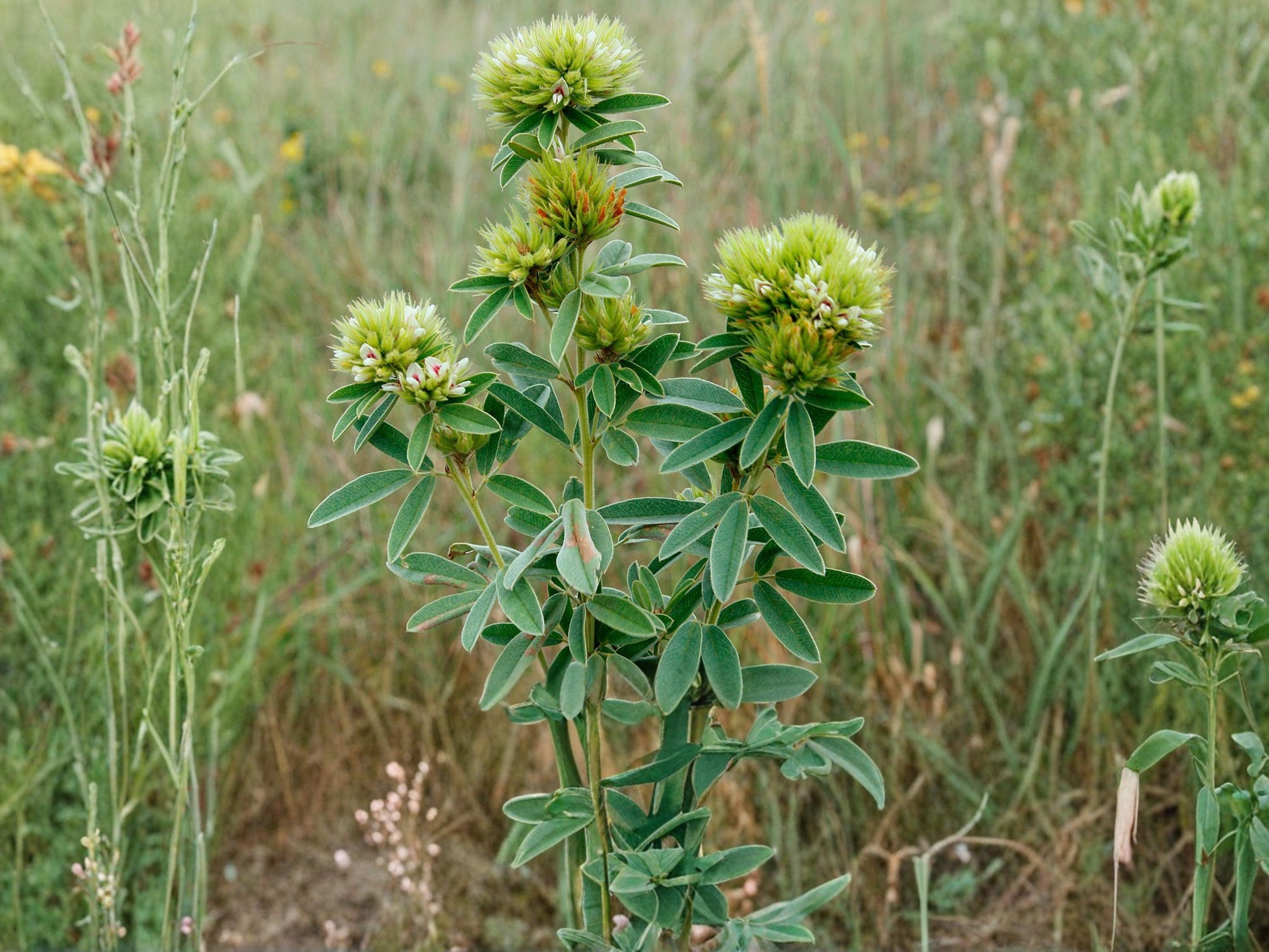 Roundhead Bush Clover Seeds (30) – Lespedeza capitata Native Prairie Perennial for Pollinators & Wildlife