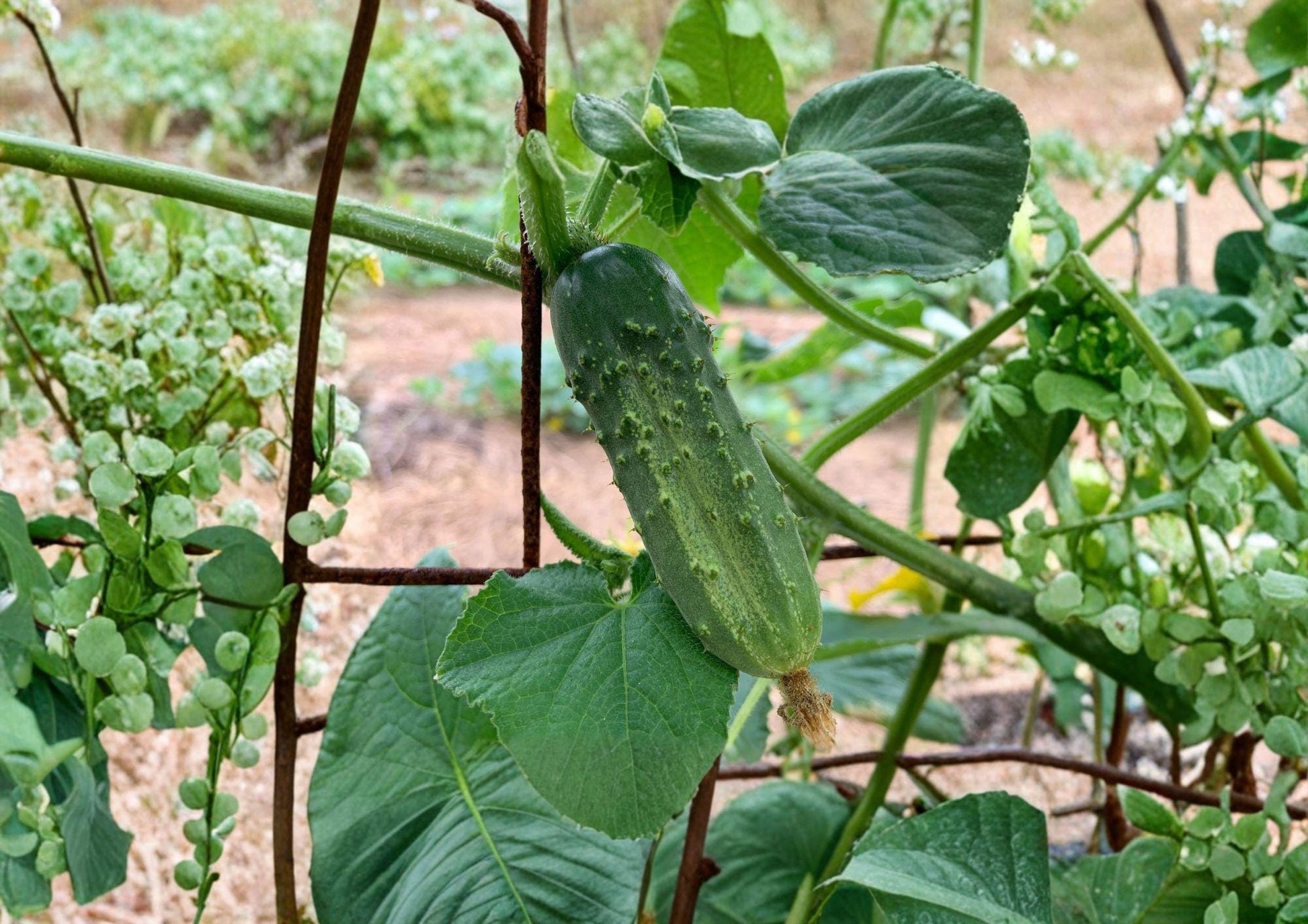 National Pickling Cucumber Seeds Heirloom Variety for Home Canning and Pickling, Short Dark Green Fruits