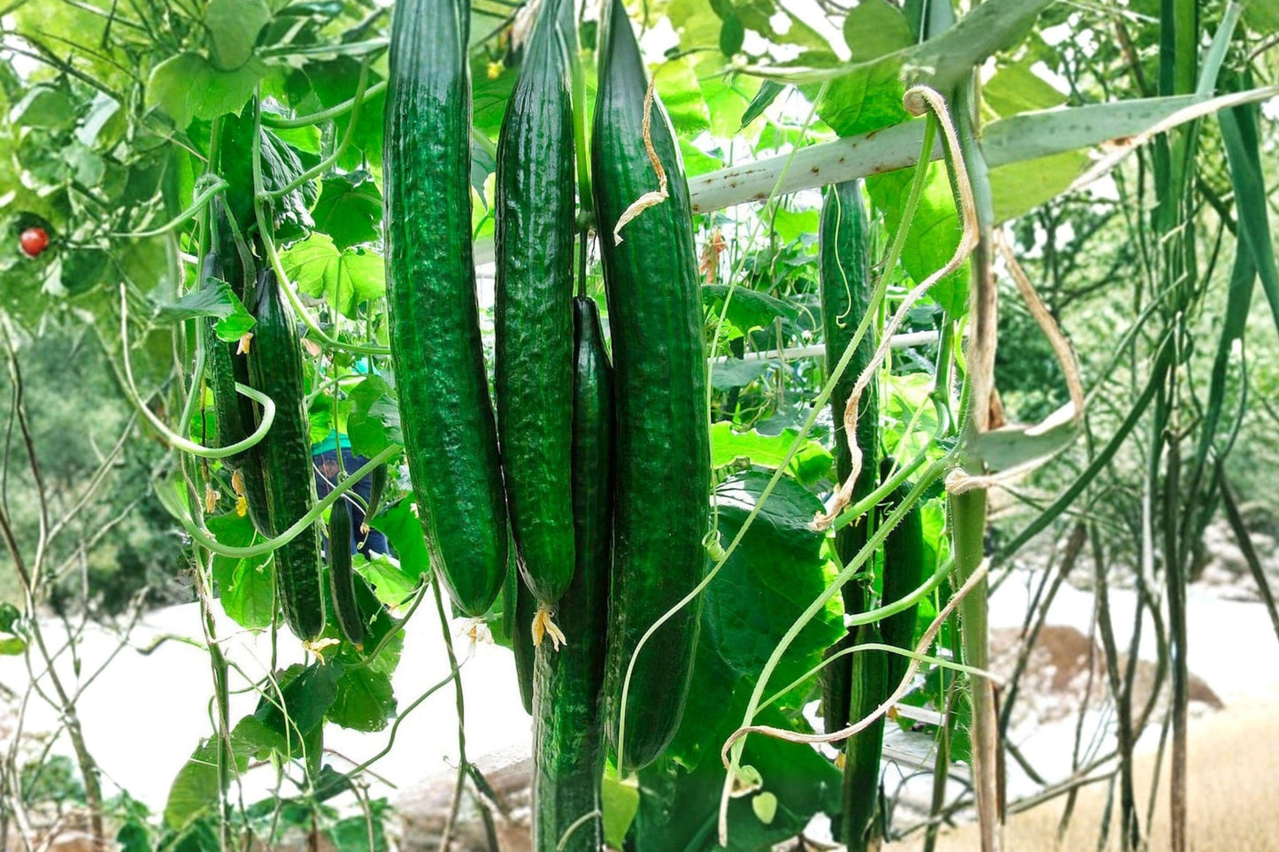 Chinese Snake Cucumber Seeds - Heirloom Non-GMO Trellis Variety, Curved Asian Cucumber, Open Pollinated, 10 Seeds