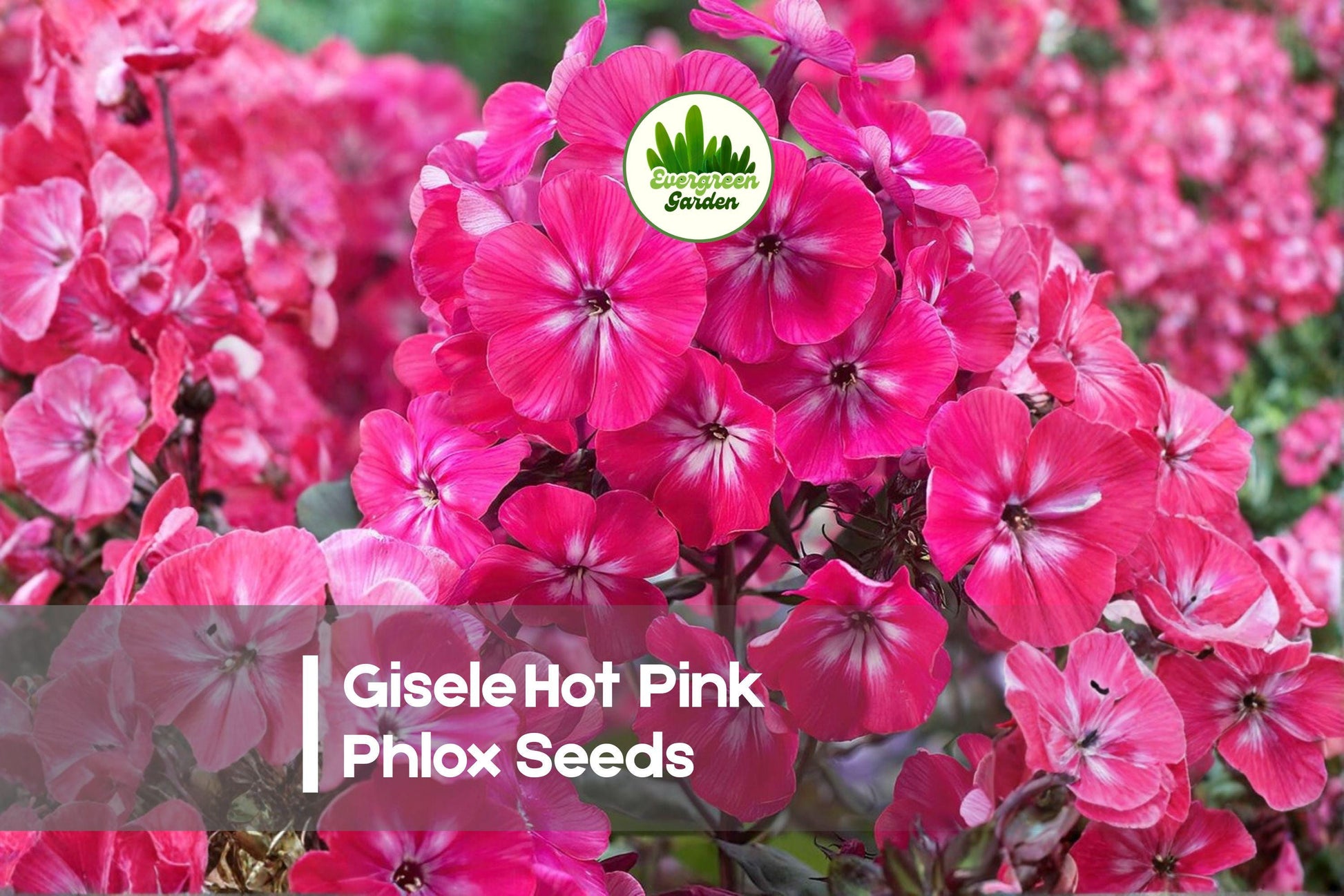 Gisele Hot Pink Phlox Seeds – Bright Magenta-Pink Blooms, Compact, Bushy, Pollinator-Friendly, Phlox drummondii, 100 Seeds