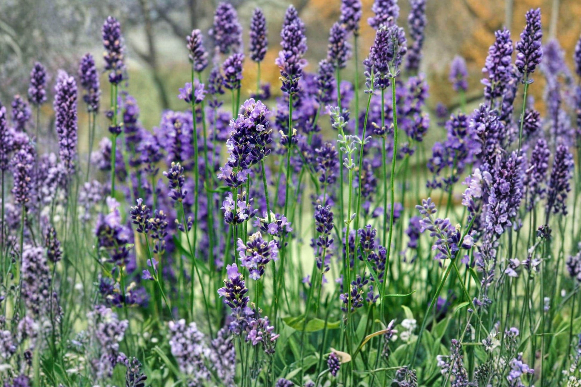 Vera Lavender Seeds - Heirloom Lavandula angustifolia, Fragrant Purple Blooms, Pollinator Friendly, 100 Seeds Pack