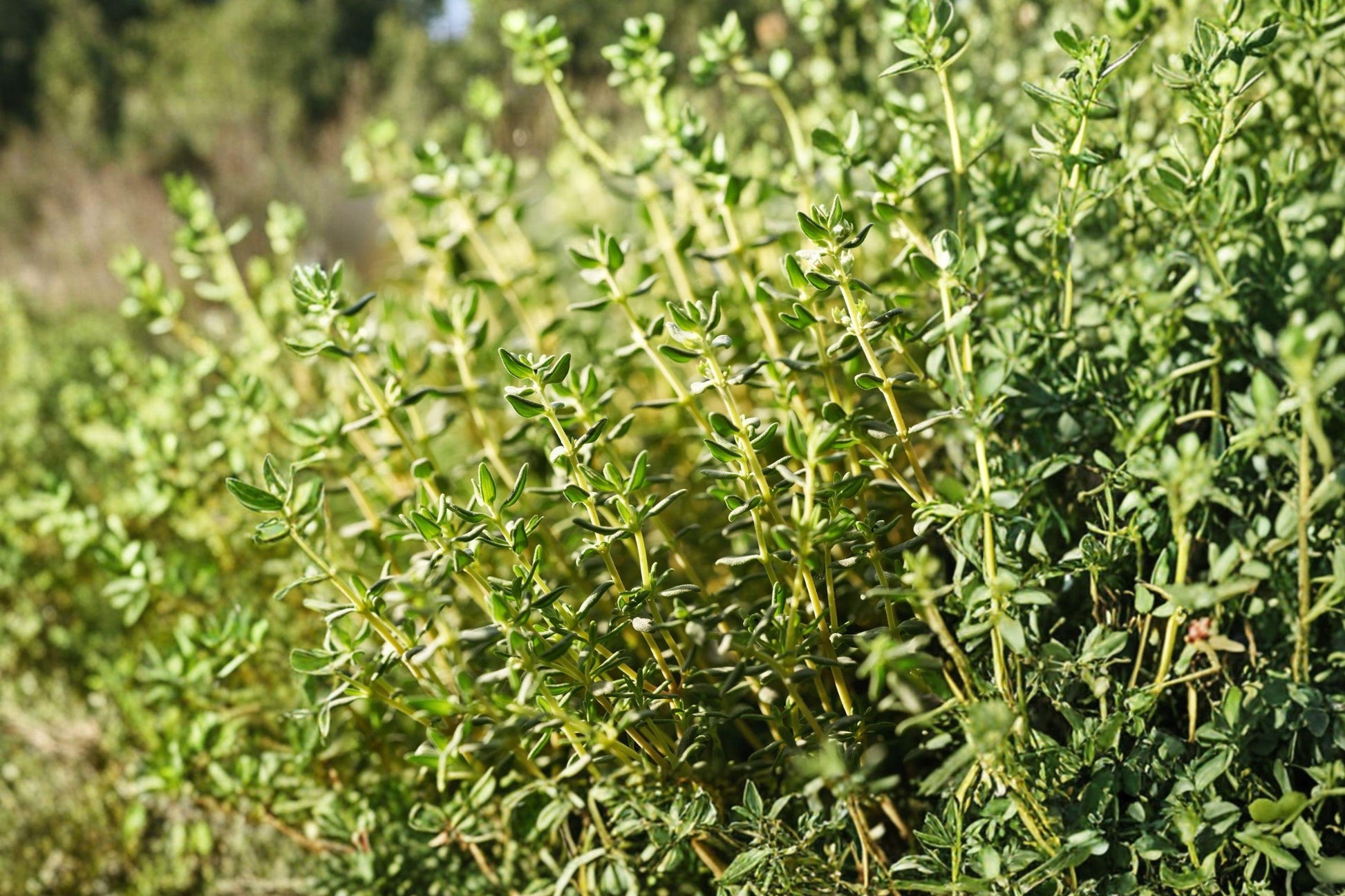 Heirloom Thyme Seeds 300 Pack – Non-GMO Aromatic Culinary Herb – Common Thymus vulgaris for Herb Gardens & Containers