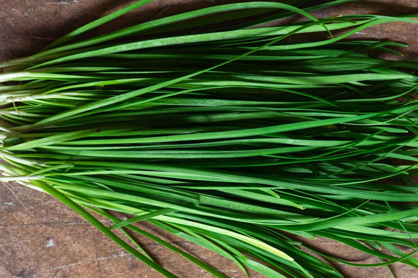 Garlic Chives Seeds - Heirloom Non-GMO Allium tuberosum Herb Pack for Containers & Gardens