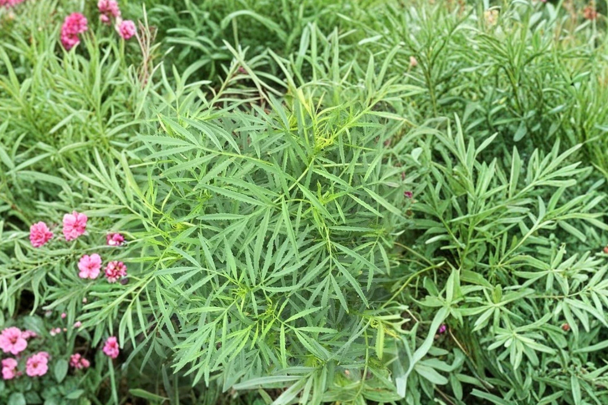 Huacatay Black Mint Seeds - Heirloom Peruvian Herb, Aromatic Culinary Garden, Tagetes minuta, Non-GMO, Pollinator-Friendly Herb Seeds