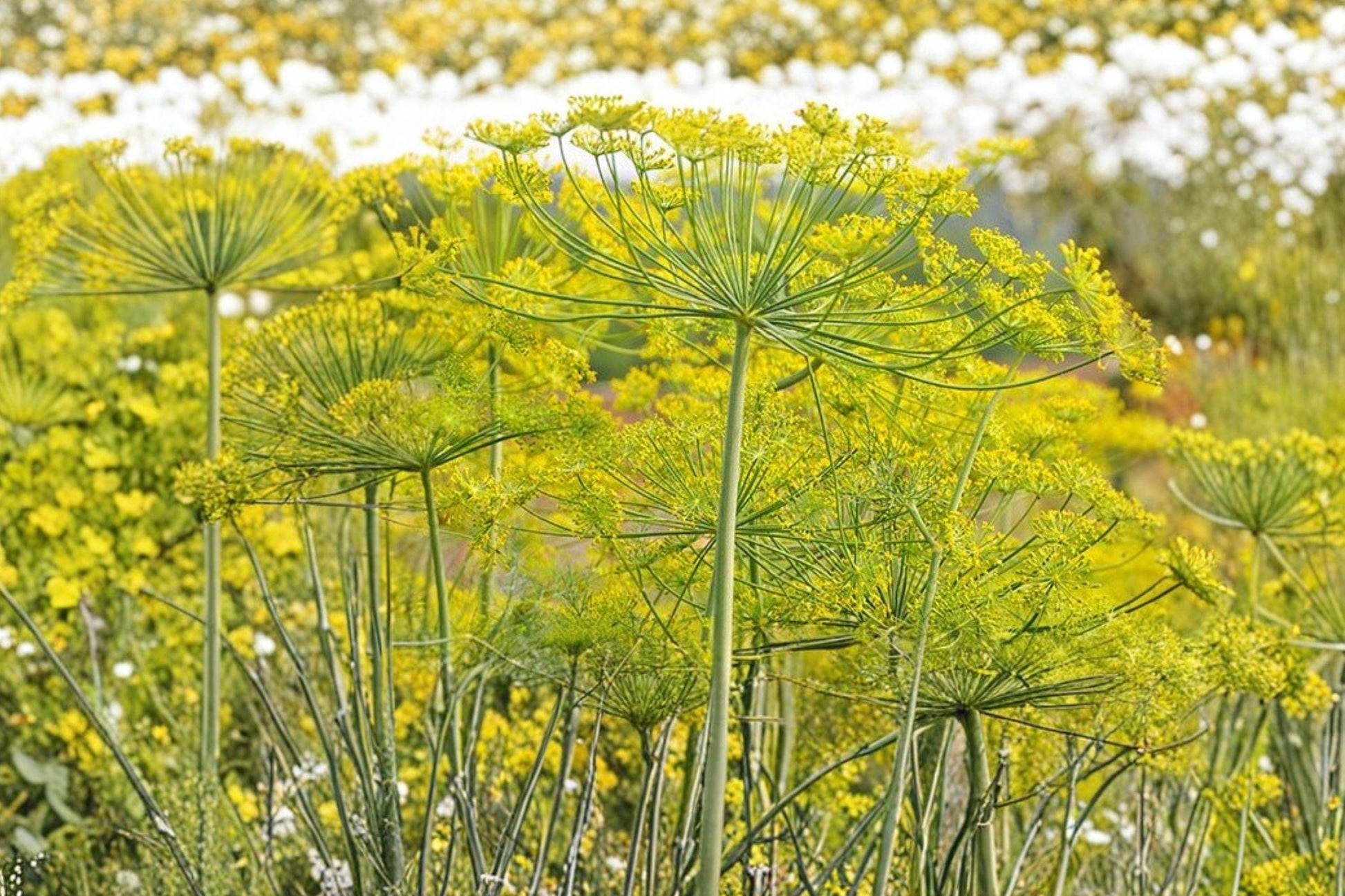 Bouquet Dill Seeds 500 Pack – Heirloom Anethum graveolens for Pickling, Culinary Use & Herb Gardens