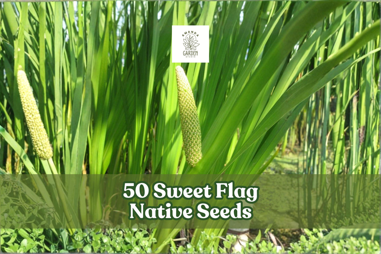 50 Sweet Flag Native Seeds for Planting - Acorus americanus Grass-Like Foliage, Clumping Perennial Seed