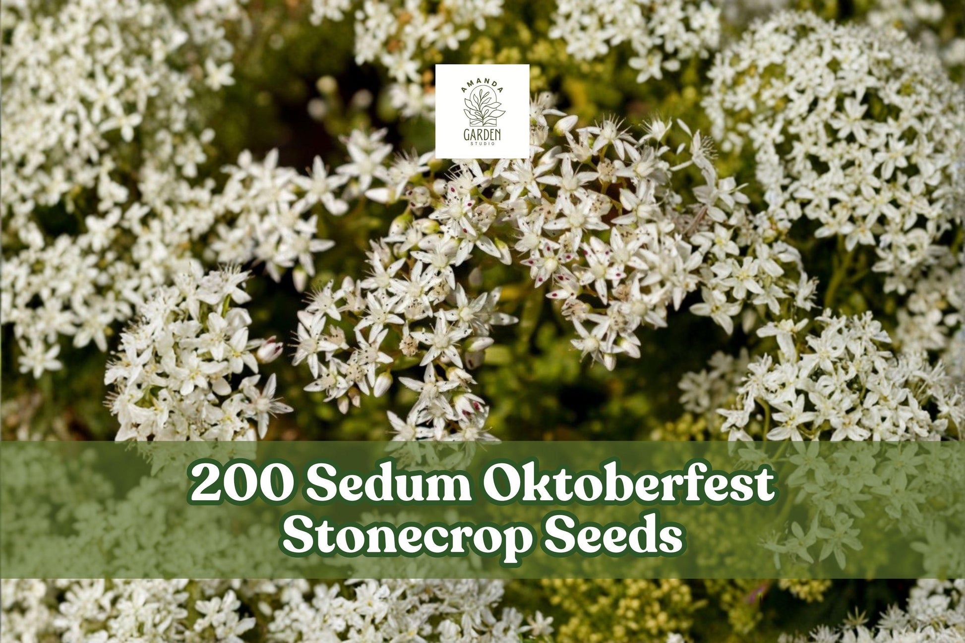 200 Sedum Oktoberfest Stonecrop Seeds for Planting, Succulent Ground Cover, Creeping, Perennial, Sedum acre