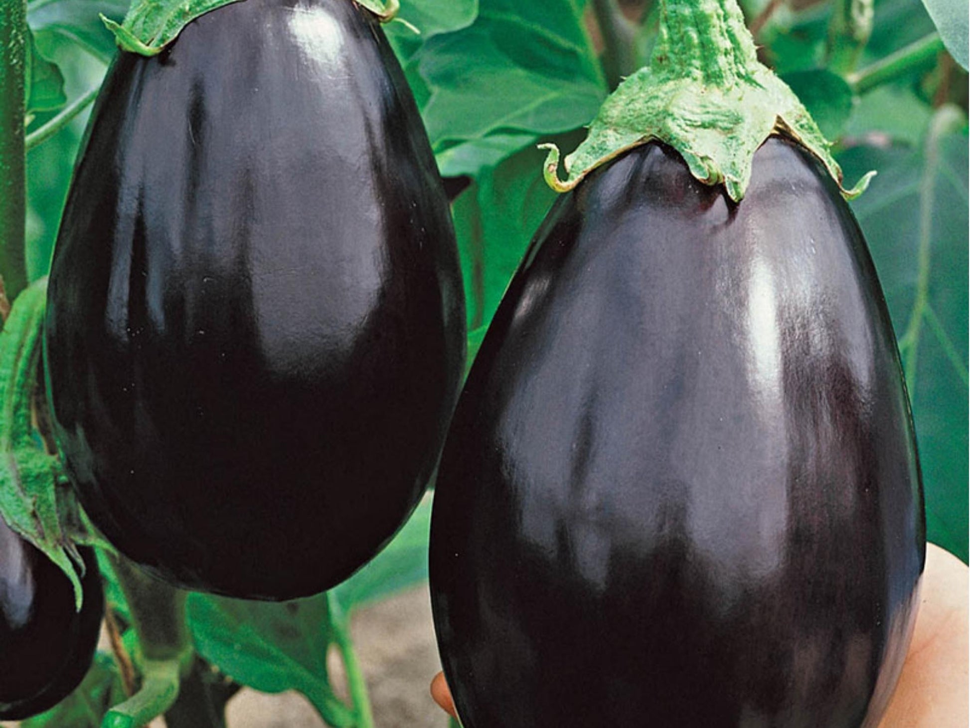 Black Beauty Eggplant Seeds – Heirloom, Non-GMO, Large Deep Purple Fruits, Classic Variety for Home Gardening