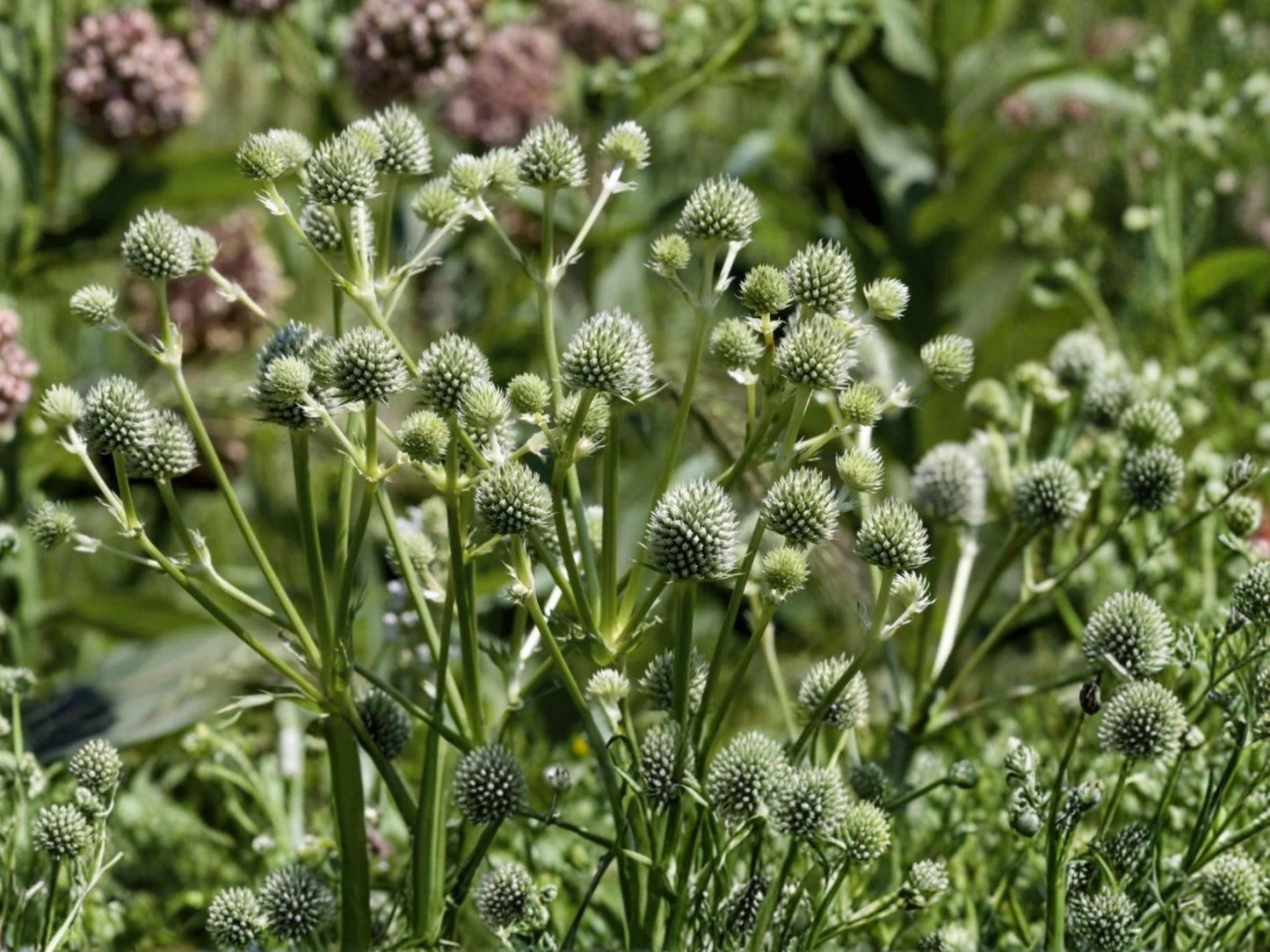 Rattlesnake Master Seeds 100 Eryngium yuccifolium Native Perennial Drought Tolerant Pollinator Plant