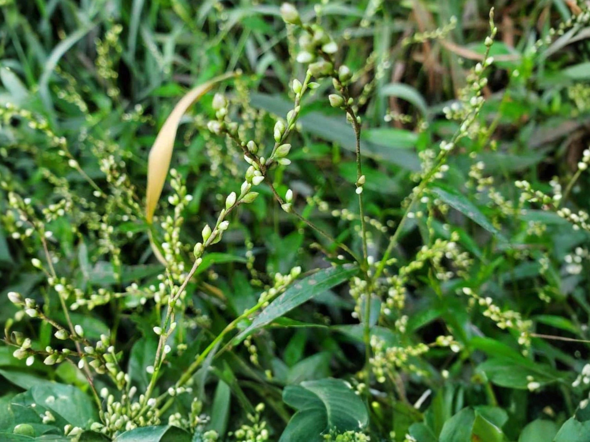 Dotted Smartweed Seeds (30) – Persicaria punctata Native Wetland Annual for Rain Gardens & Wildlife Habitat