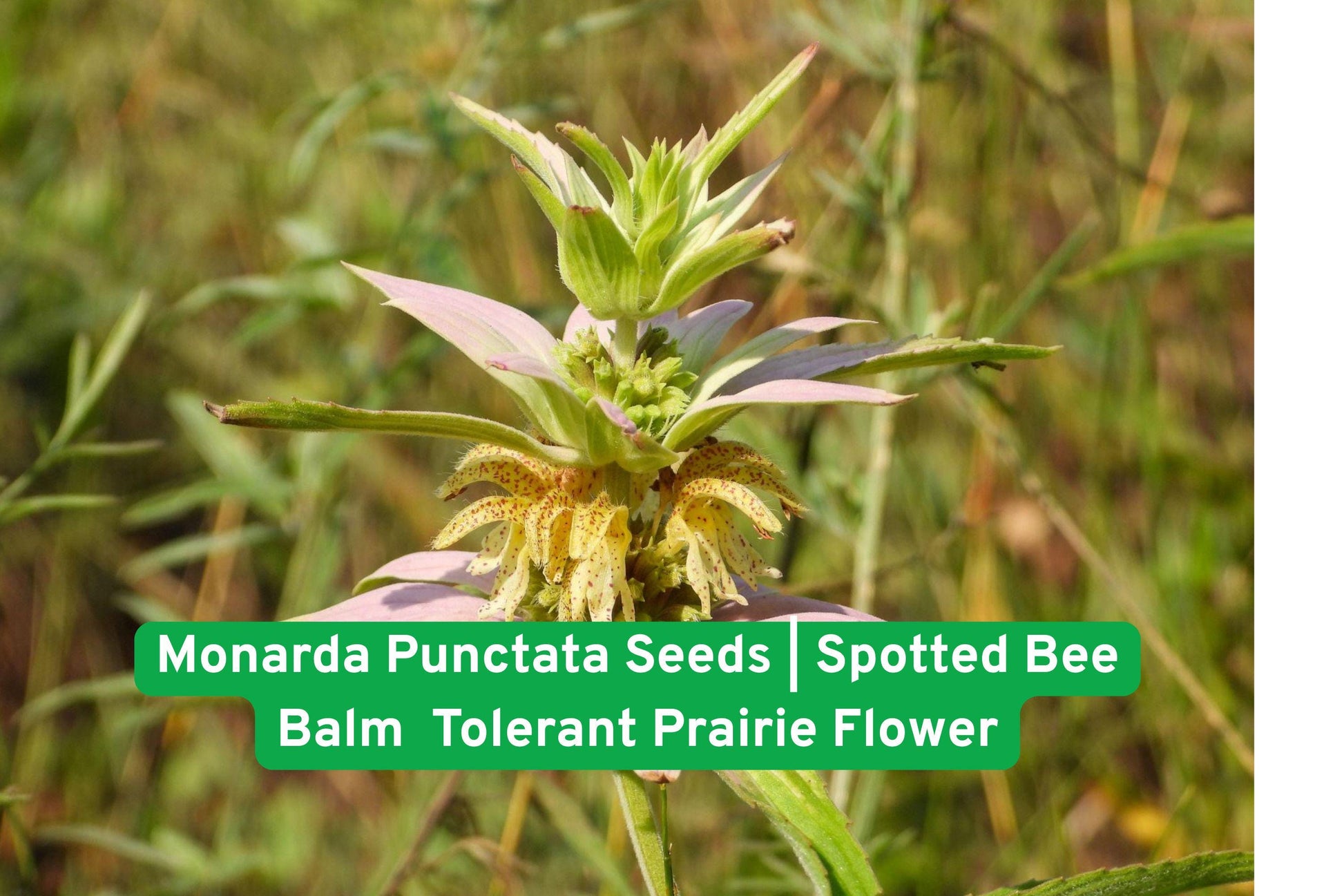 Monarda punctata seeds, bee balm seeds, native wildflower seeds, drought-tolerant perennial, prairie flower seeds, pollinator garden seeds, yellow spotted flowers, butterfly attractant, sunny meadow seeds, low maintenance plants, North American wildflower, sandy soil plants, beneficial insect attractors
